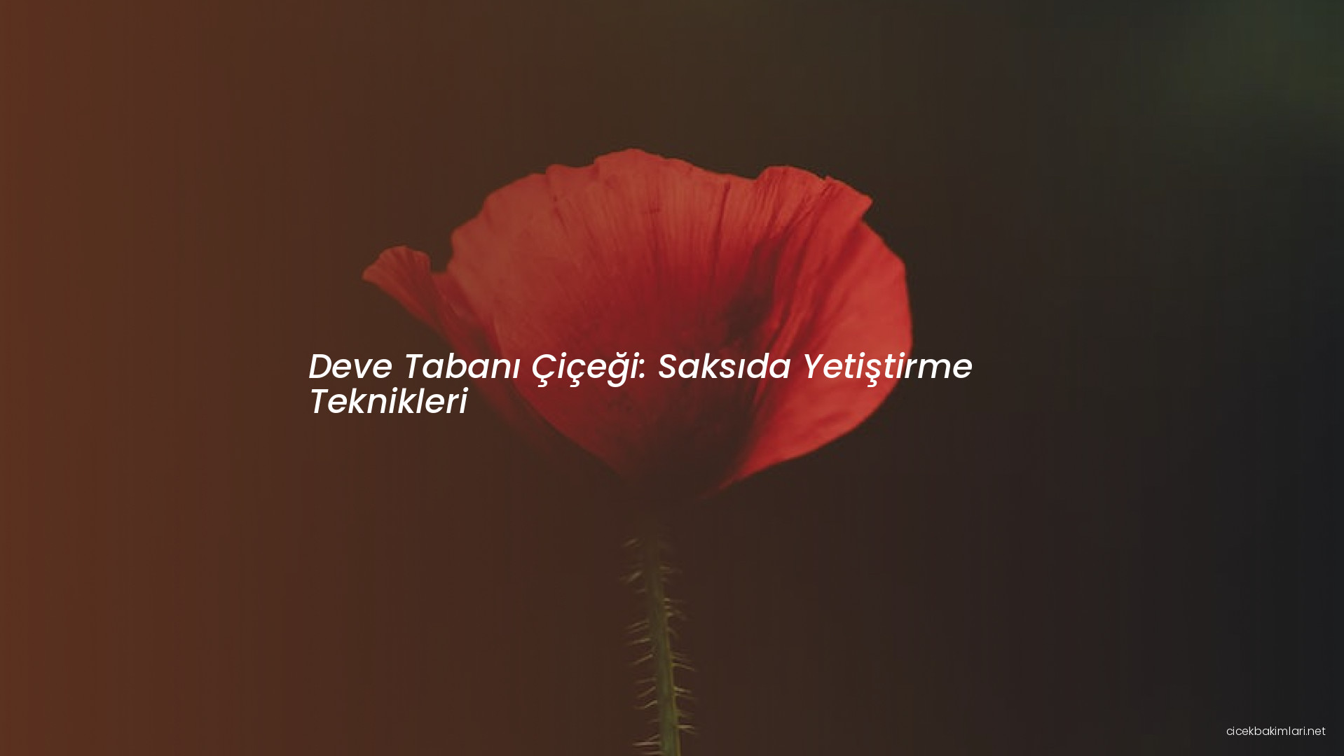 Deve Tabanı Çiçeği: Saksıda Yetiştirme Teknikleri