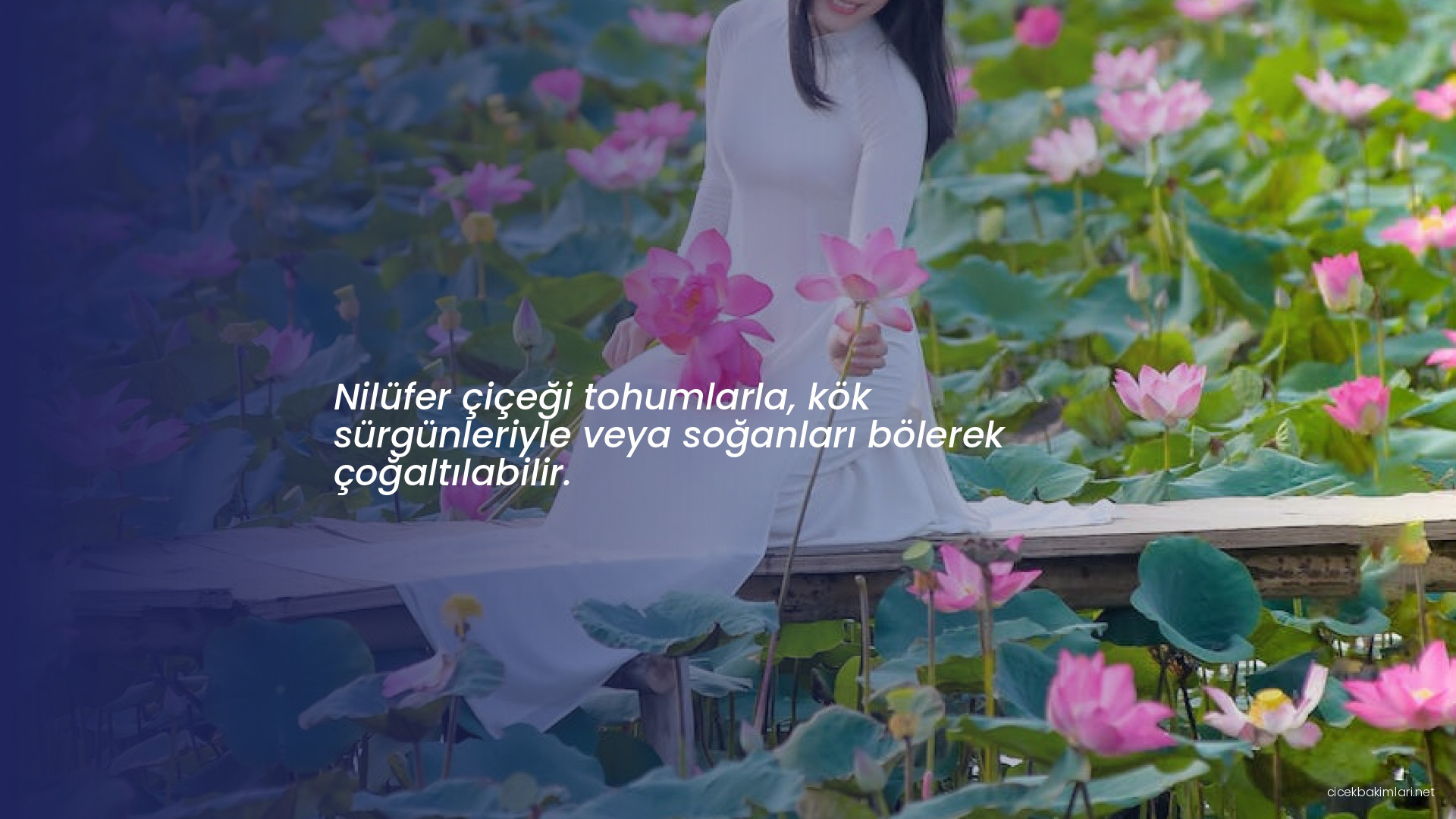 Nilüfer çiçeği tohumlarla, kök sürgünleriyle veya soğanları bölerek çoğaltılabilir.