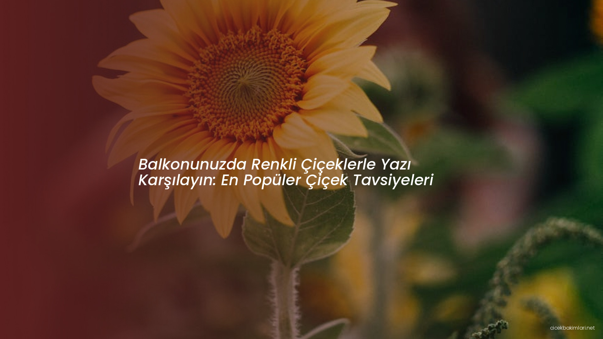 Balkonunuzda Renkli Çiçeklerle Yazı Karşılayın: En Popüler Çiçek Tavsiyeleri