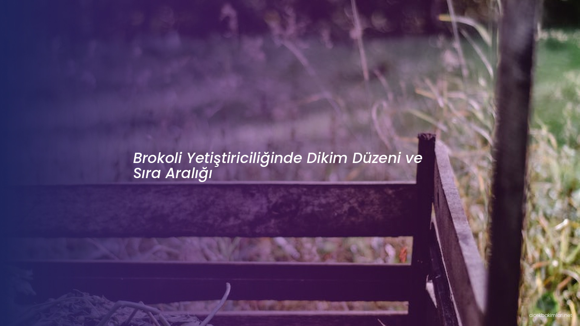 Brokoli Yetiştiriciliğinde Dikim Düzeni ve Sıra Aralığı
