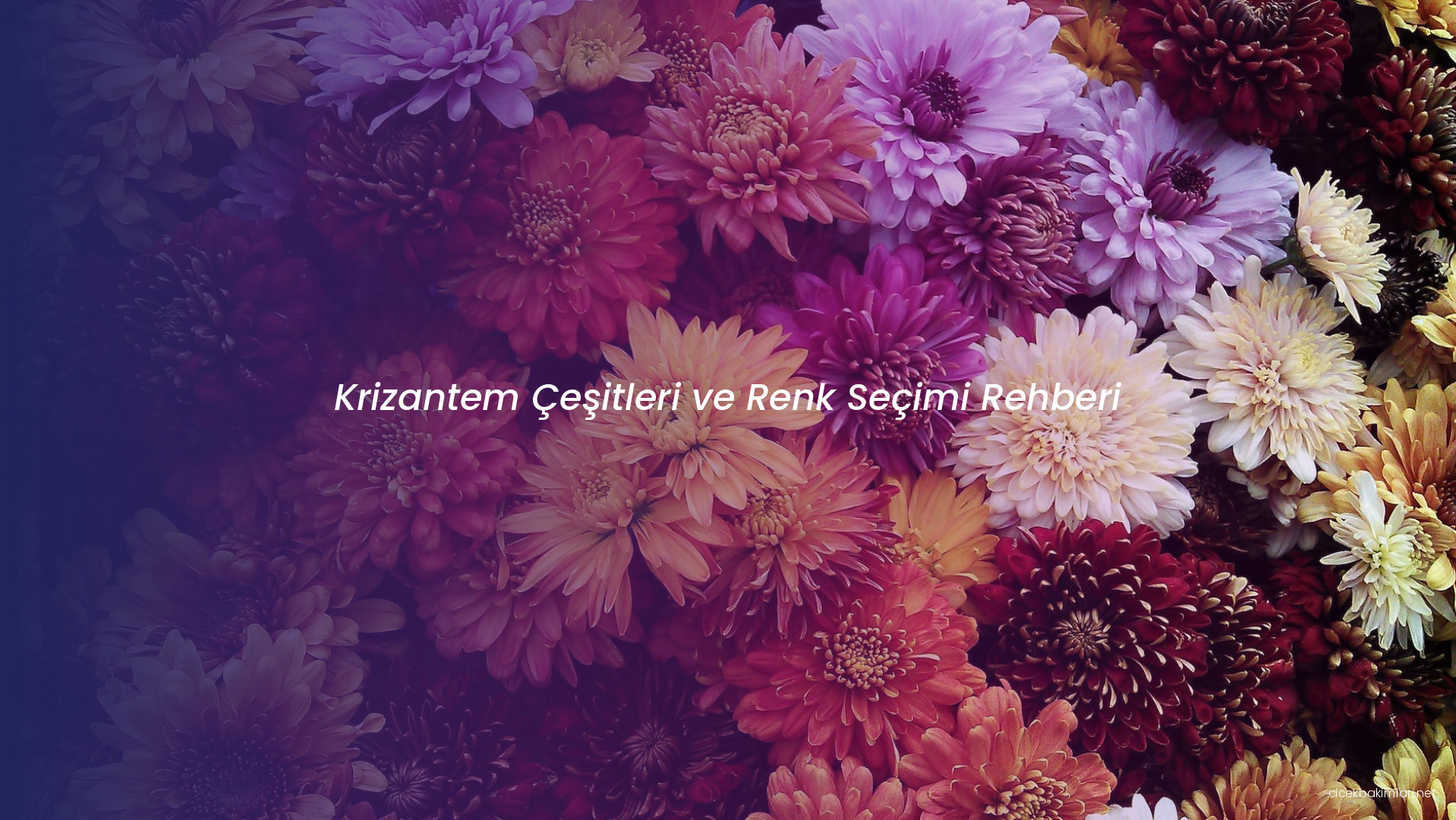 Krizantem Çeşitleri ve Renk Seçimi Rehberi