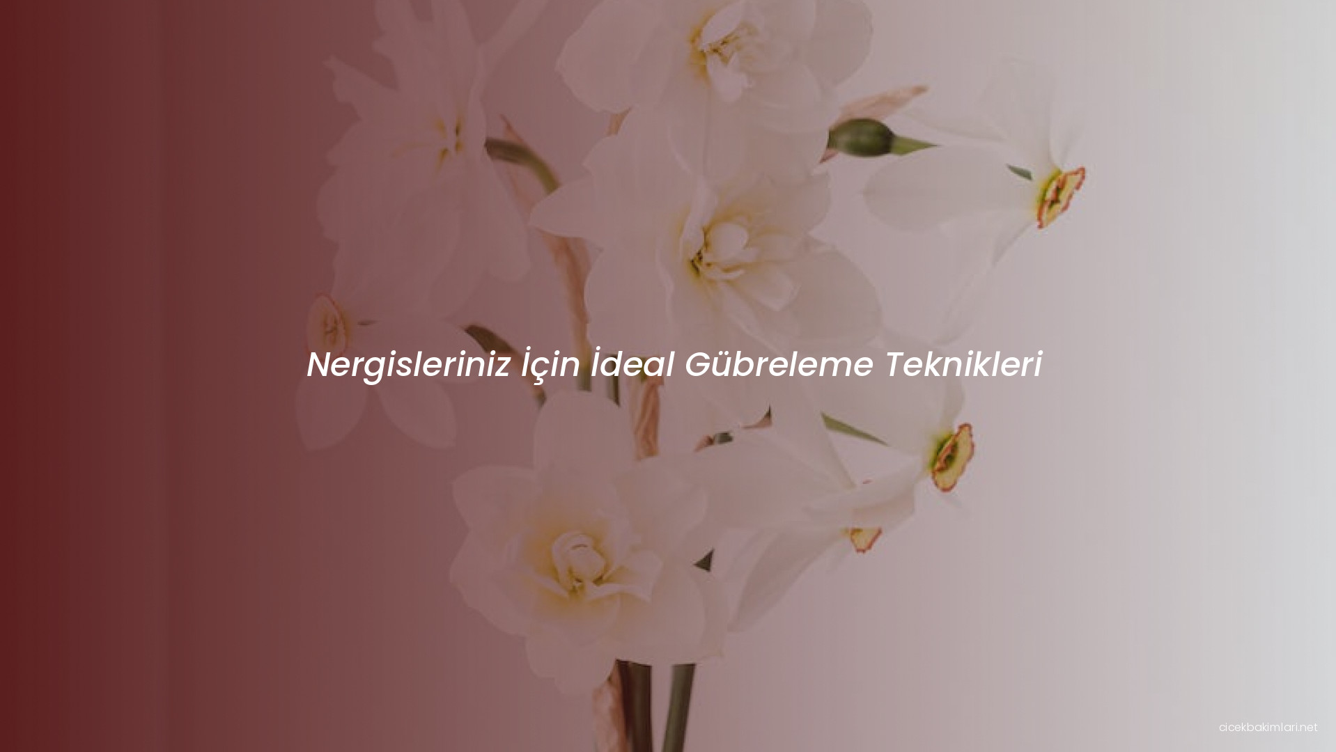 Nergisleriniz İçin İdeal Gübreleme Teknikleri