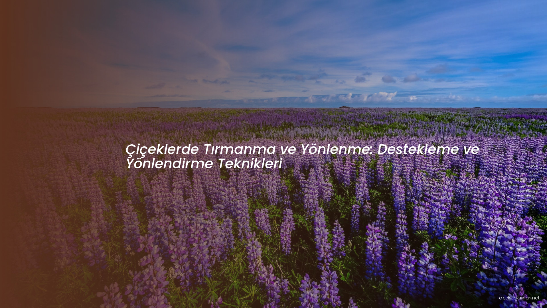 Çiçeklerde Tırmanma ve Yönlenme: Destekleme ve Yönlendirme Teknikleri