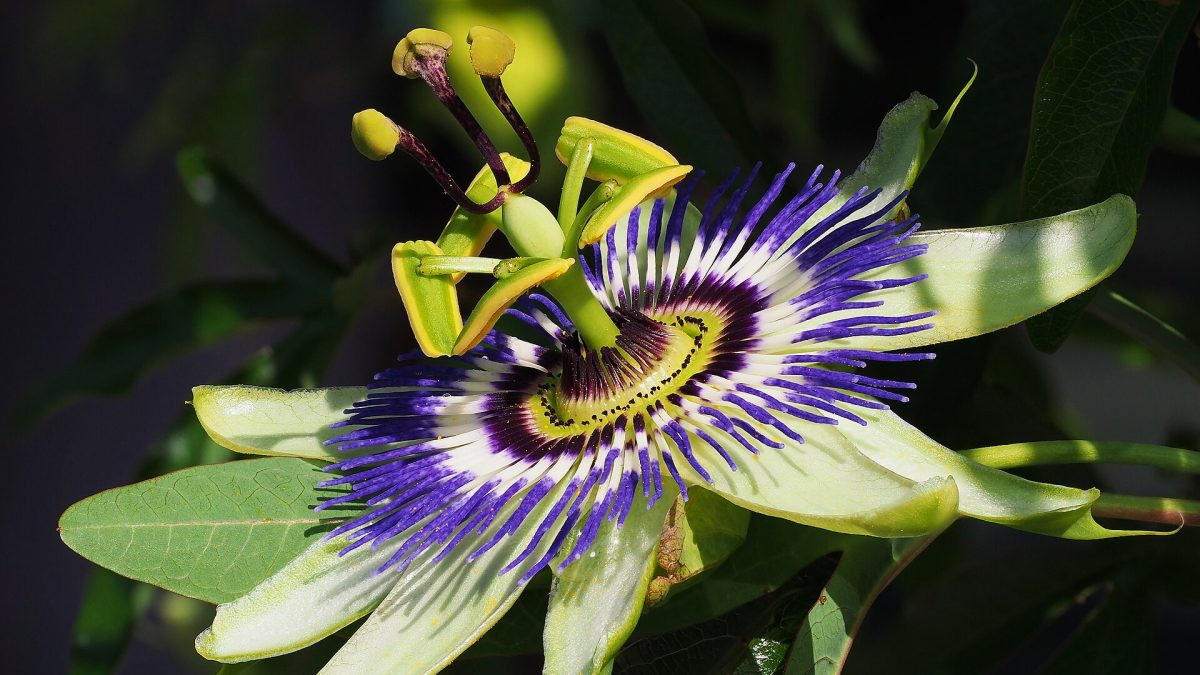 Passiflora nasıl çoğaltılır?