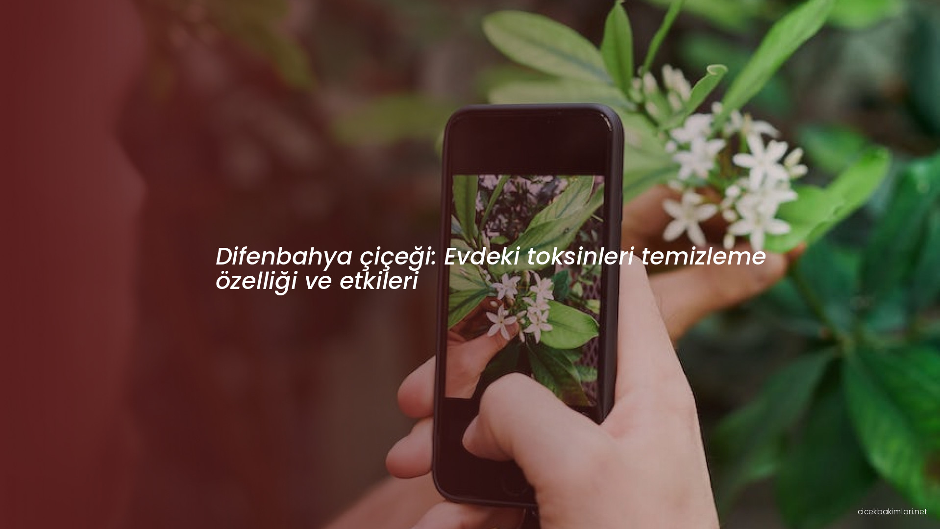 Difenbahya çiçeği: Evdeki toksinleri temizleme özelliği ve etkileri