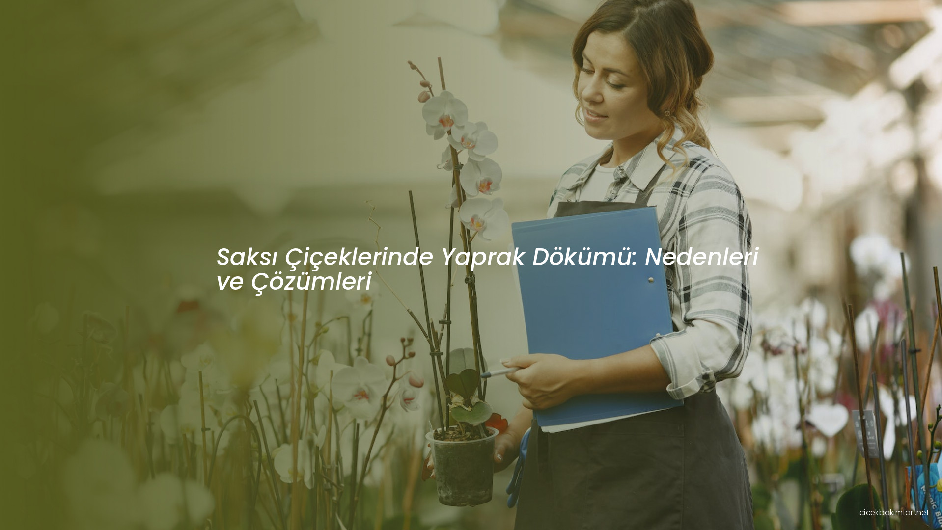 Saksı Çiçeklerinde Yaprak Dökümü: Nedenleri ve Çözümleri