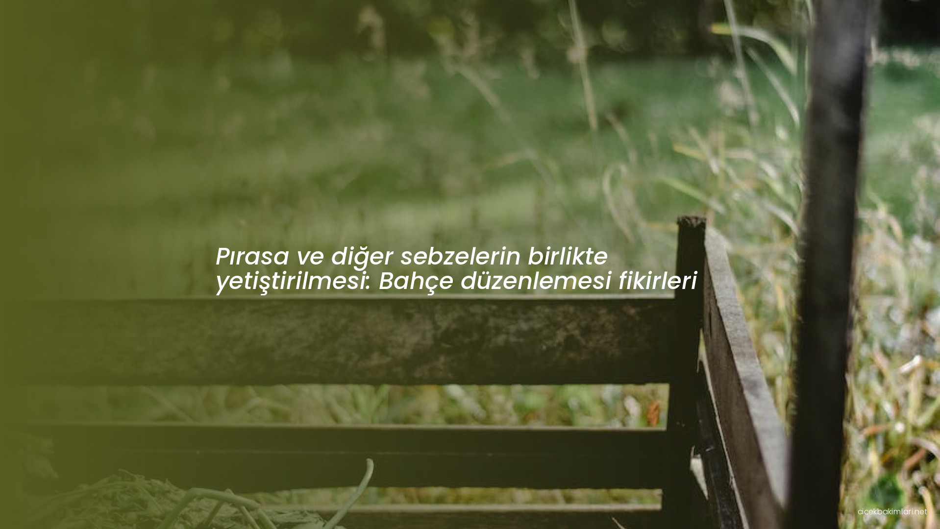 Pırasa ve diğer sebzelerin birlikte yetiştirilmesi: Bahçe düzenlemesi fikirleri