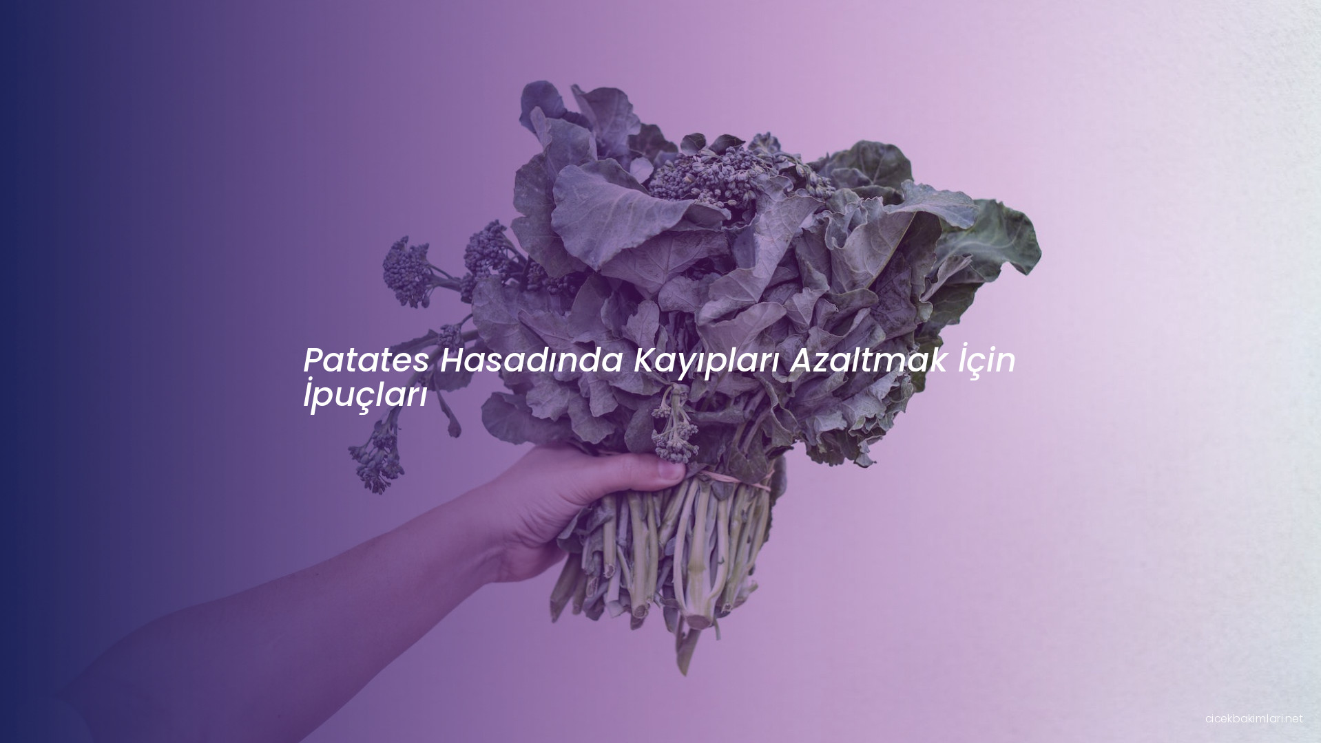 Patates Hasadında Kayıpları Azaltmak İçin İpuçları