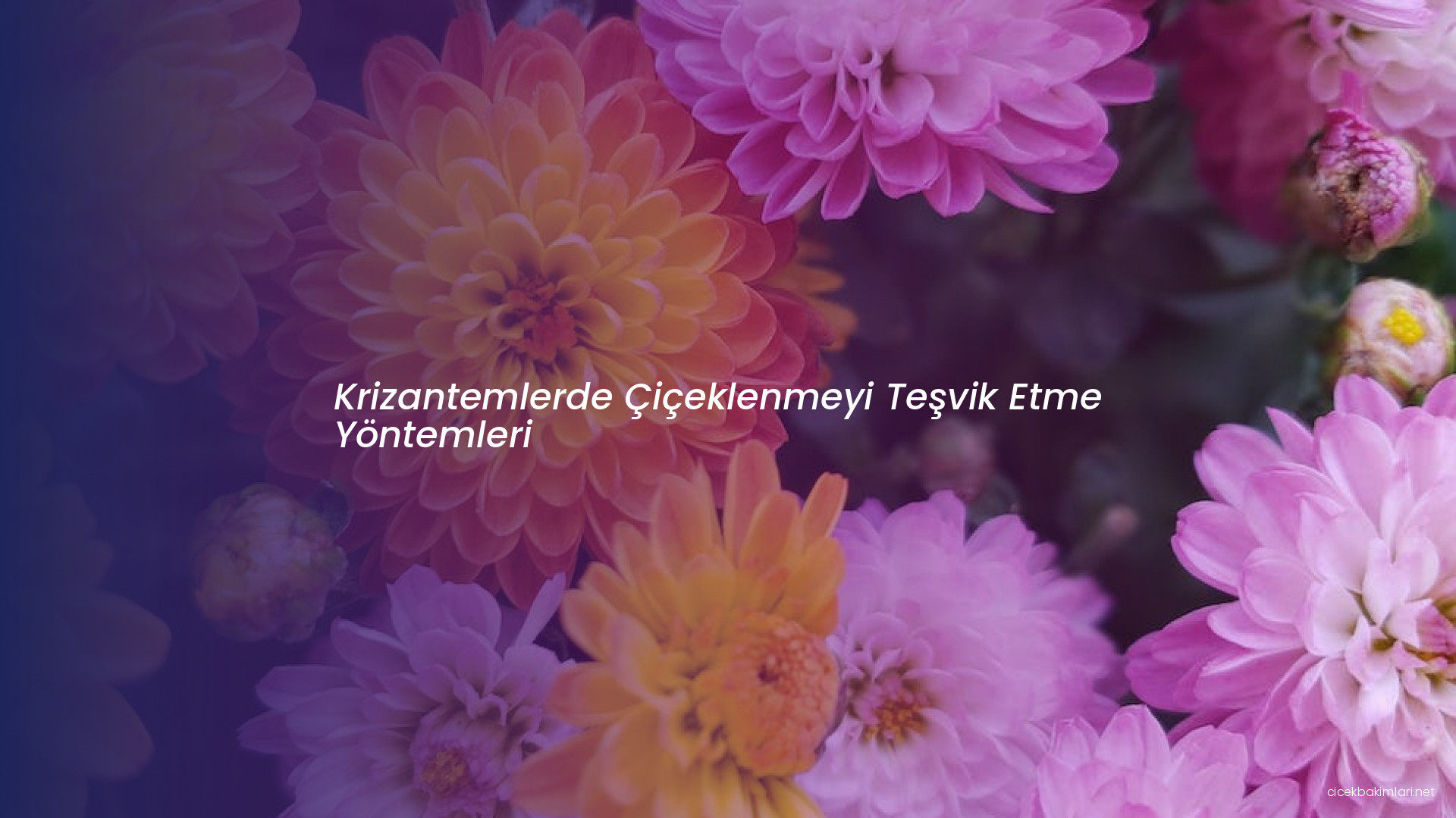 Krizantemlerde Çiçeklenmeyi Teşvik Etme Yöntemleri