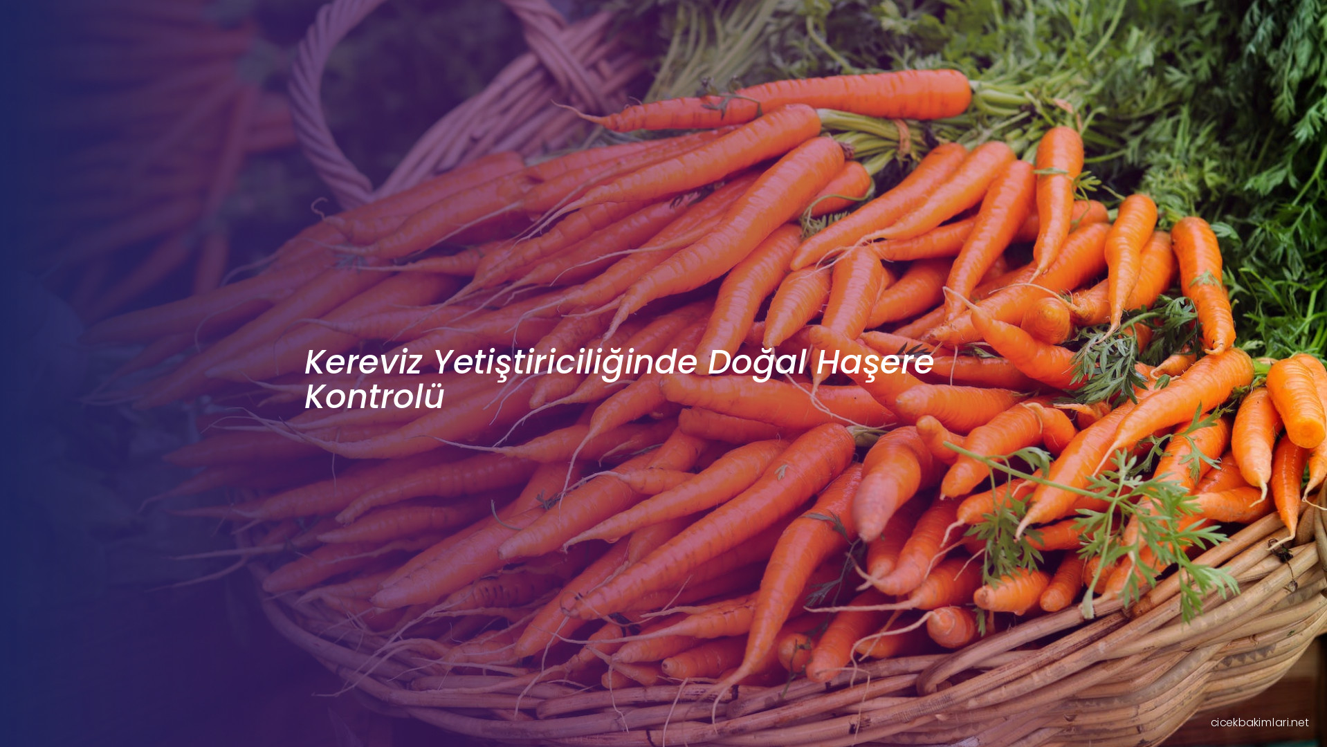Kereviz Yetiştiriciliğinde Doğal Haşere Kontrolü