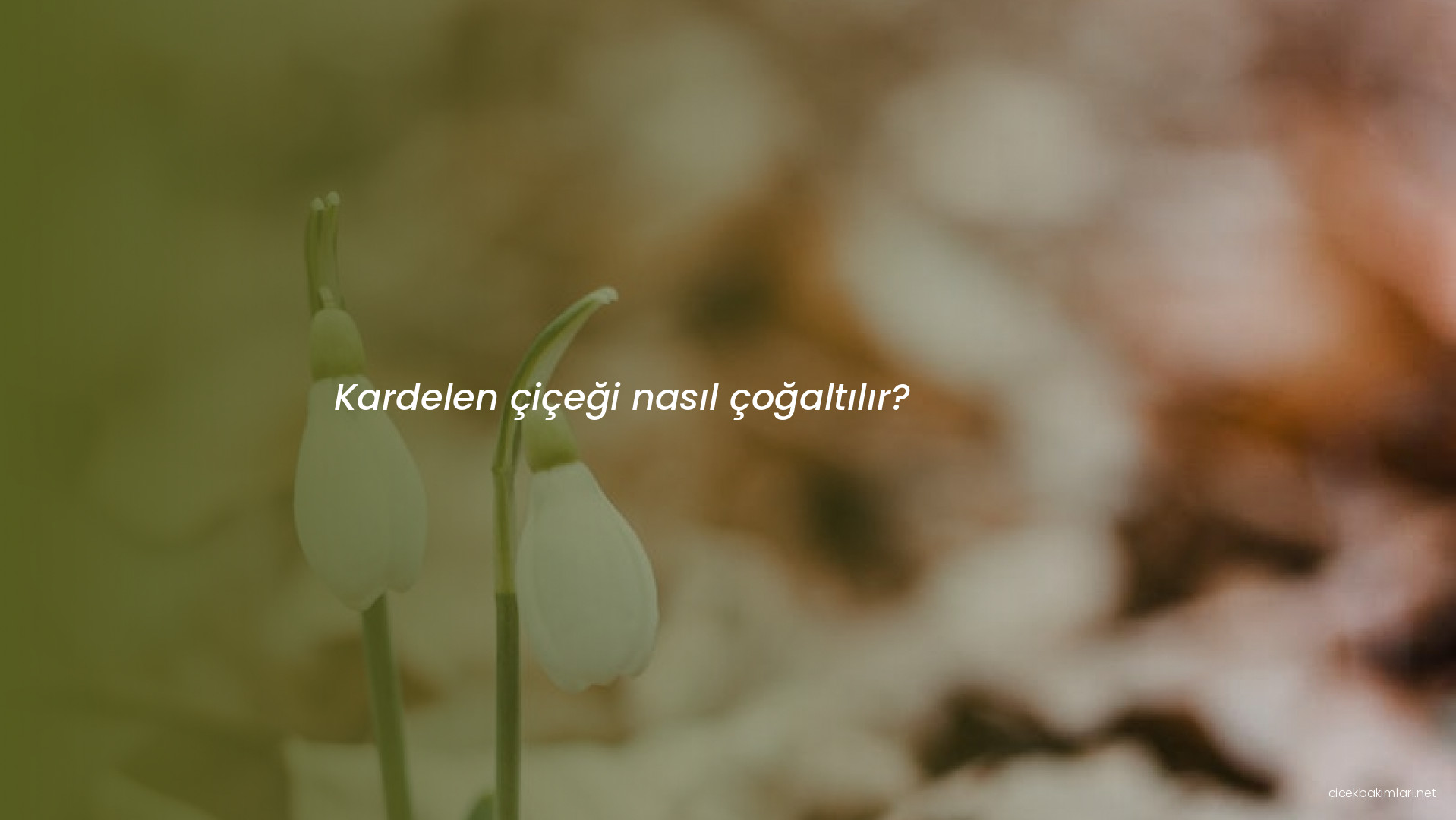 Kardelen çiçeği nasıl çoğaltılır?