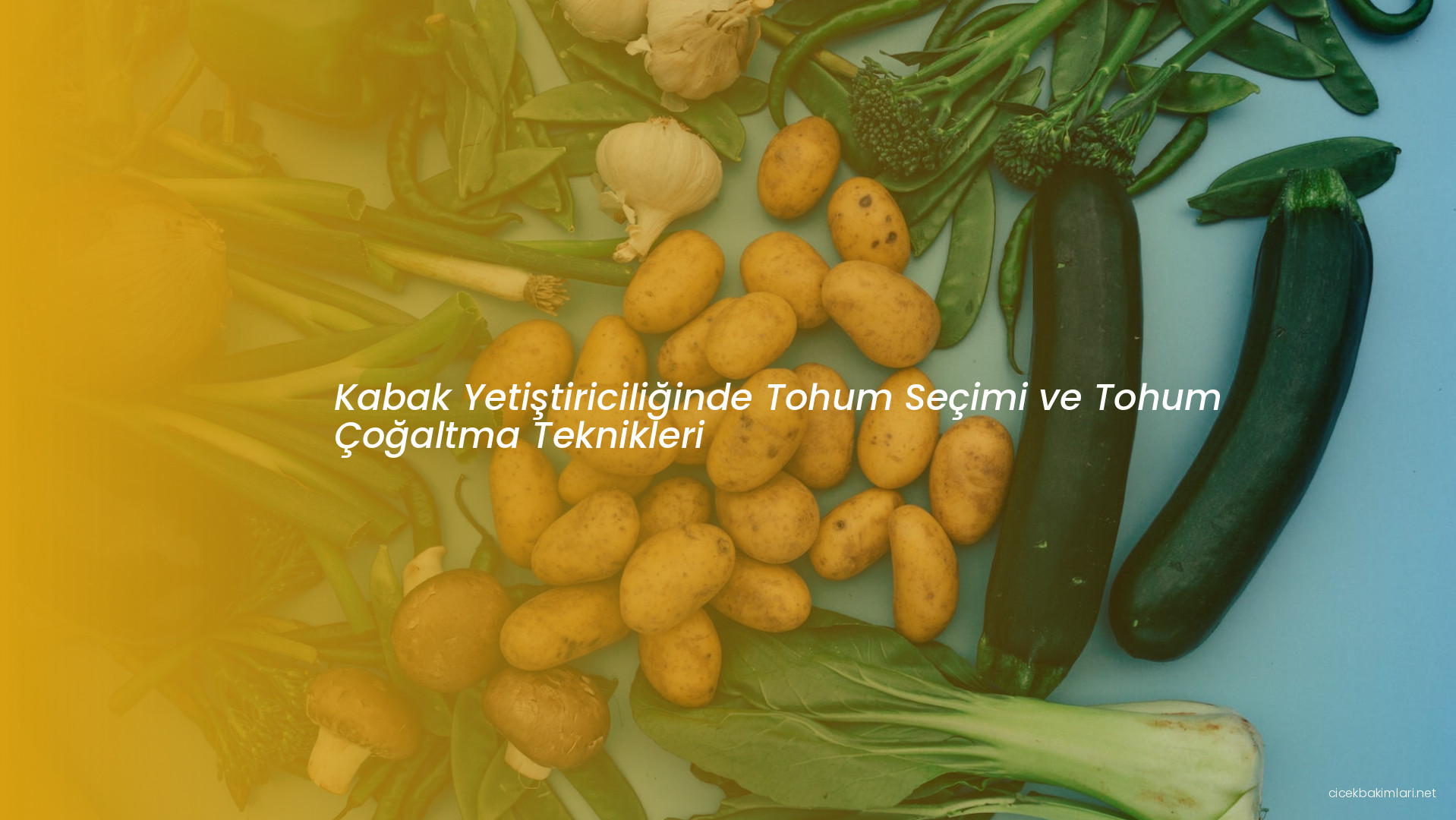 Kabak Yetiştiriciliğinde Tohum Seçimi ve Tohum Çoğaltma Teknikleri