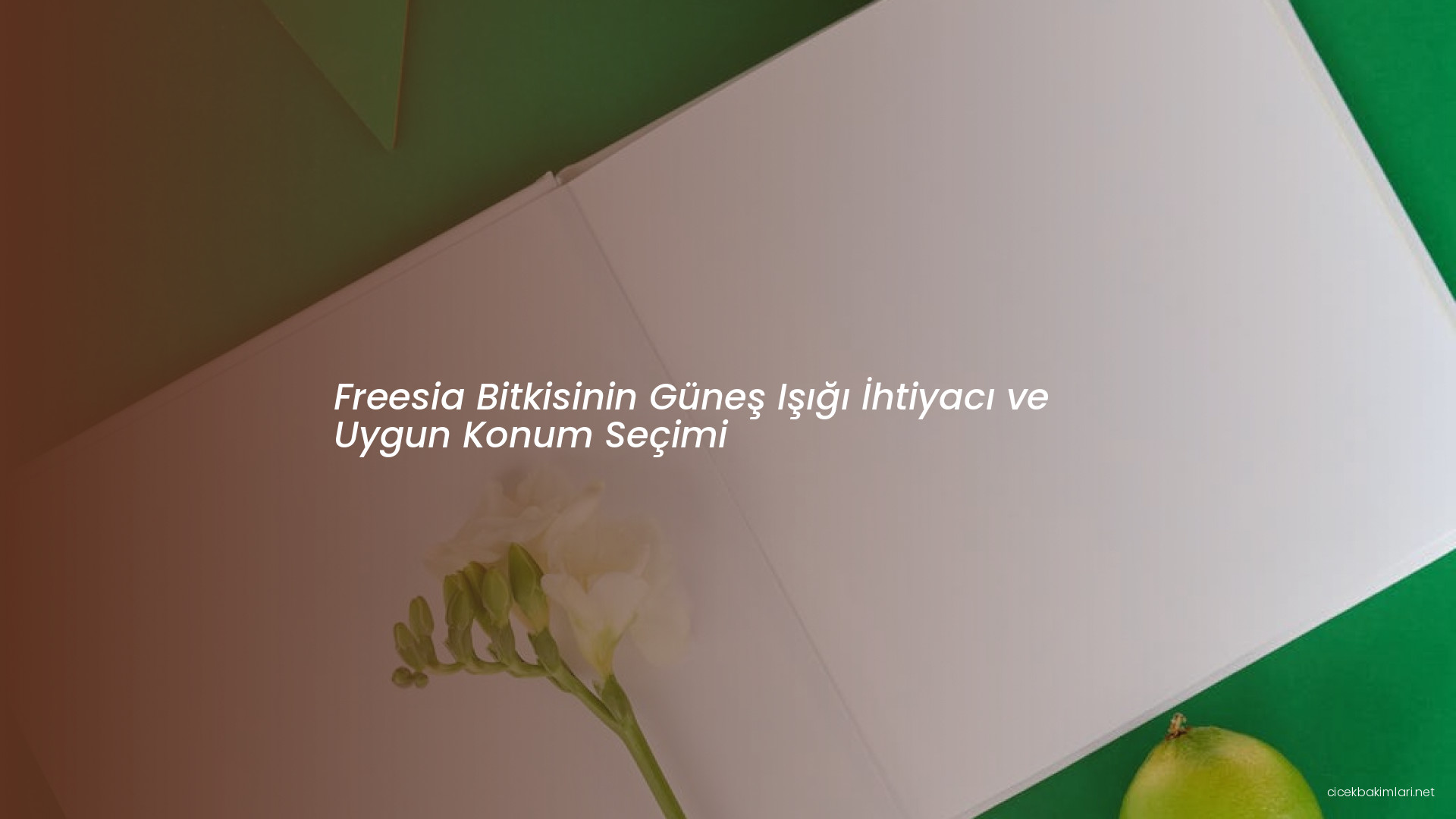 Freesia Bitkisinin Güneş Işığı İhtiyacı ve Uygun Konum Seçimi