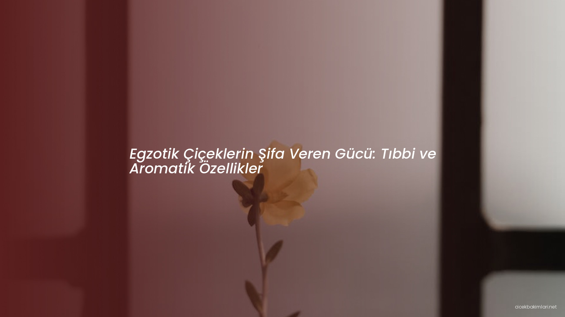 Egzotik Çiçeklerin Şifa Veren Gücü: Tıbbi ve Aromatik Özellikler