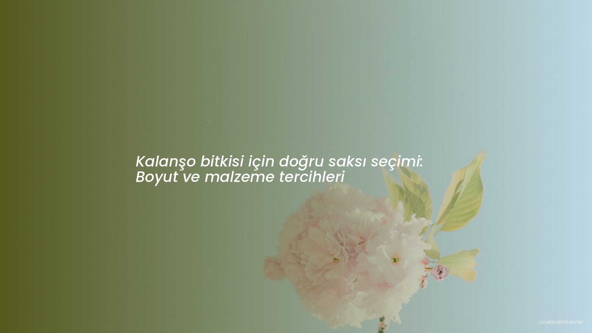 Kalanşo bitkisi için doğru saksı seçimi: Boyut ve malzeme tercihleri