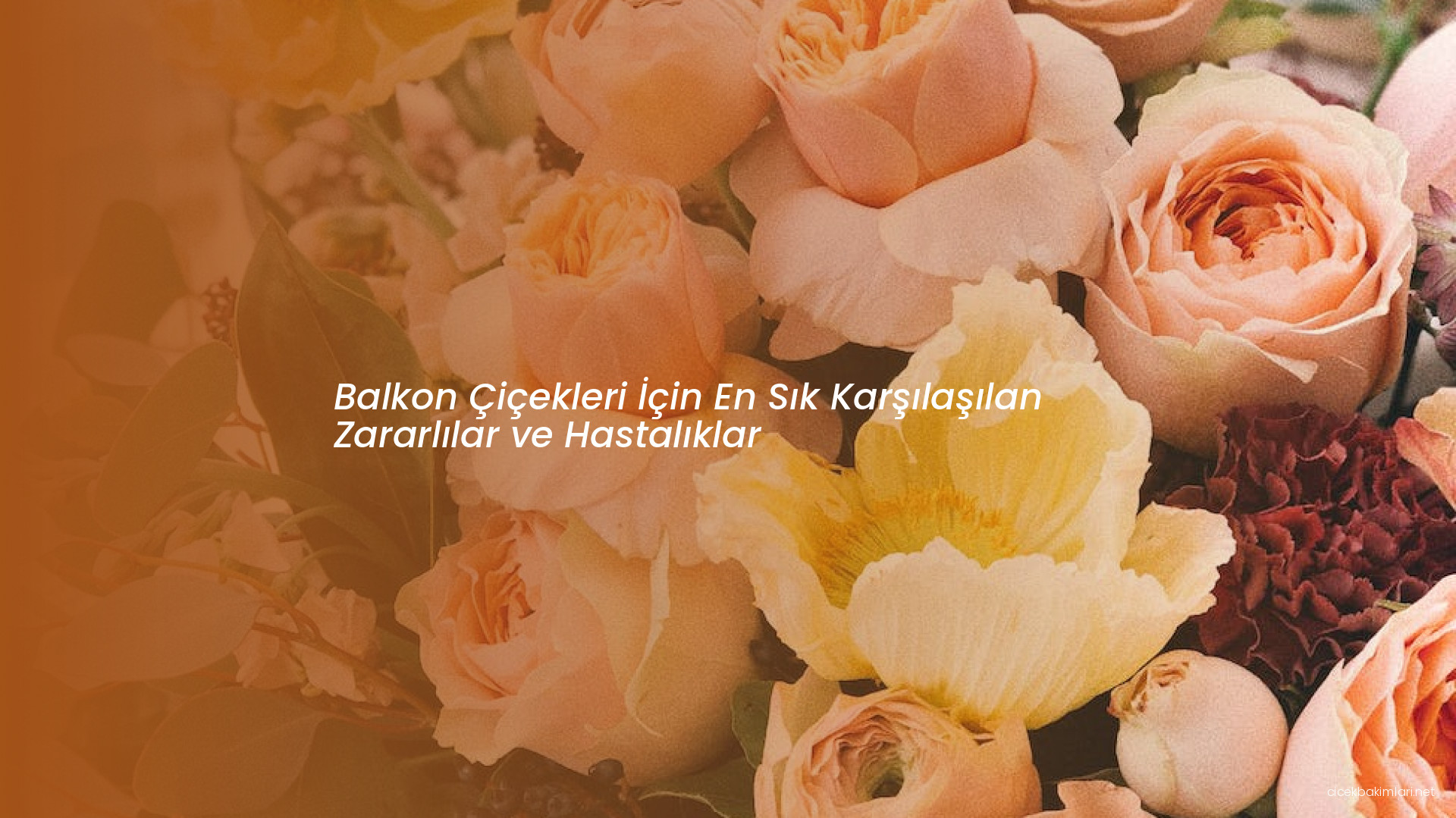 Balkon Çiçekleri İçin En Sık Karşılaşılan Zararlılar ve Hastalıklar