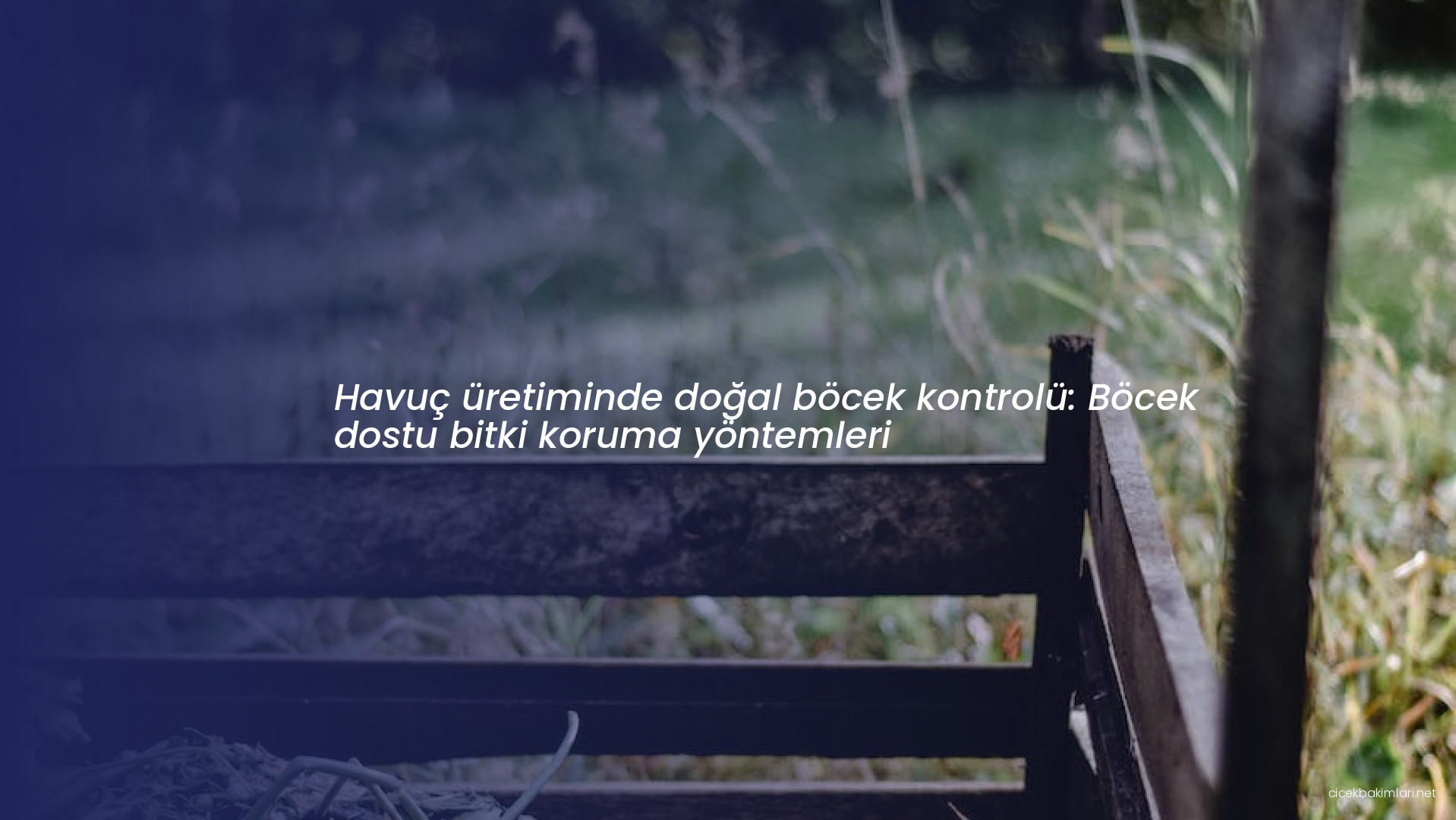 Havuç üretiminde doğal böcek kontrolü: Böcek dostu bitki koruma yöntemleri