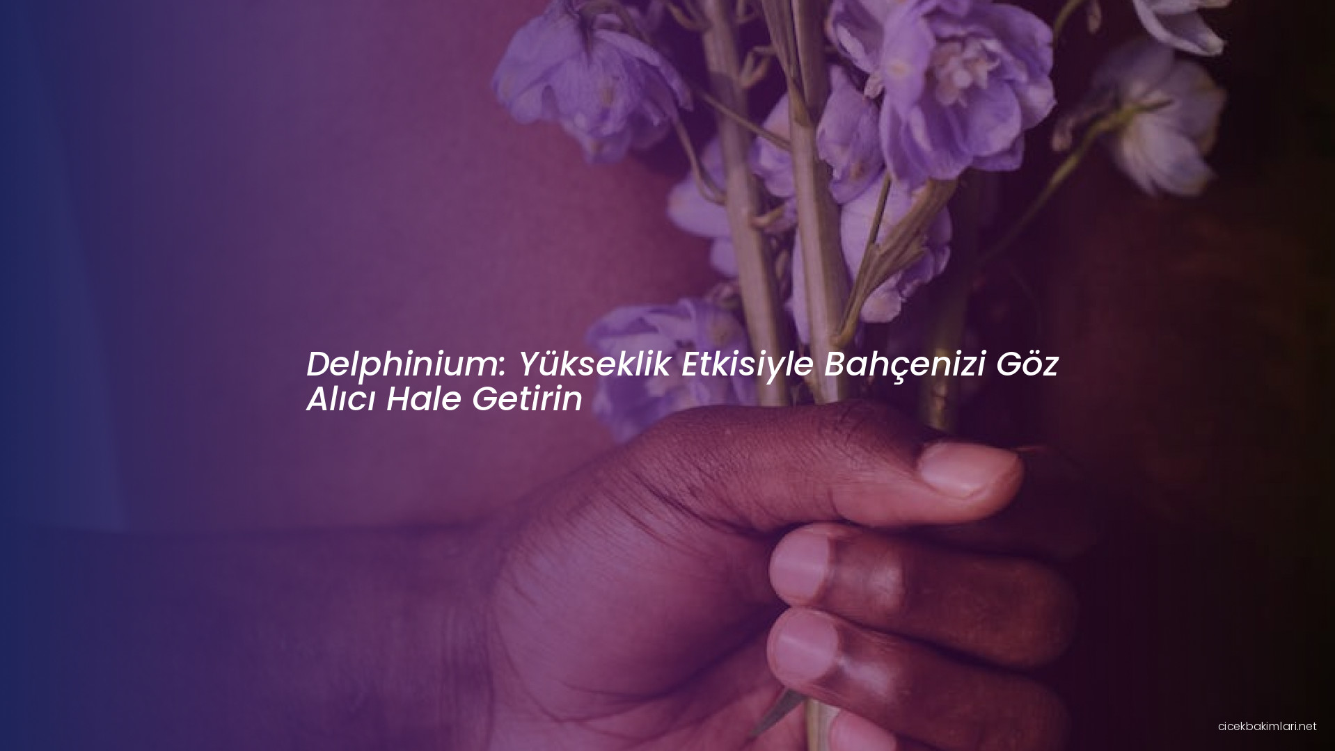 Delphinium: Yükseklik Etkisiyle Bahçenizi Göz Alıcı Hale Getirin
