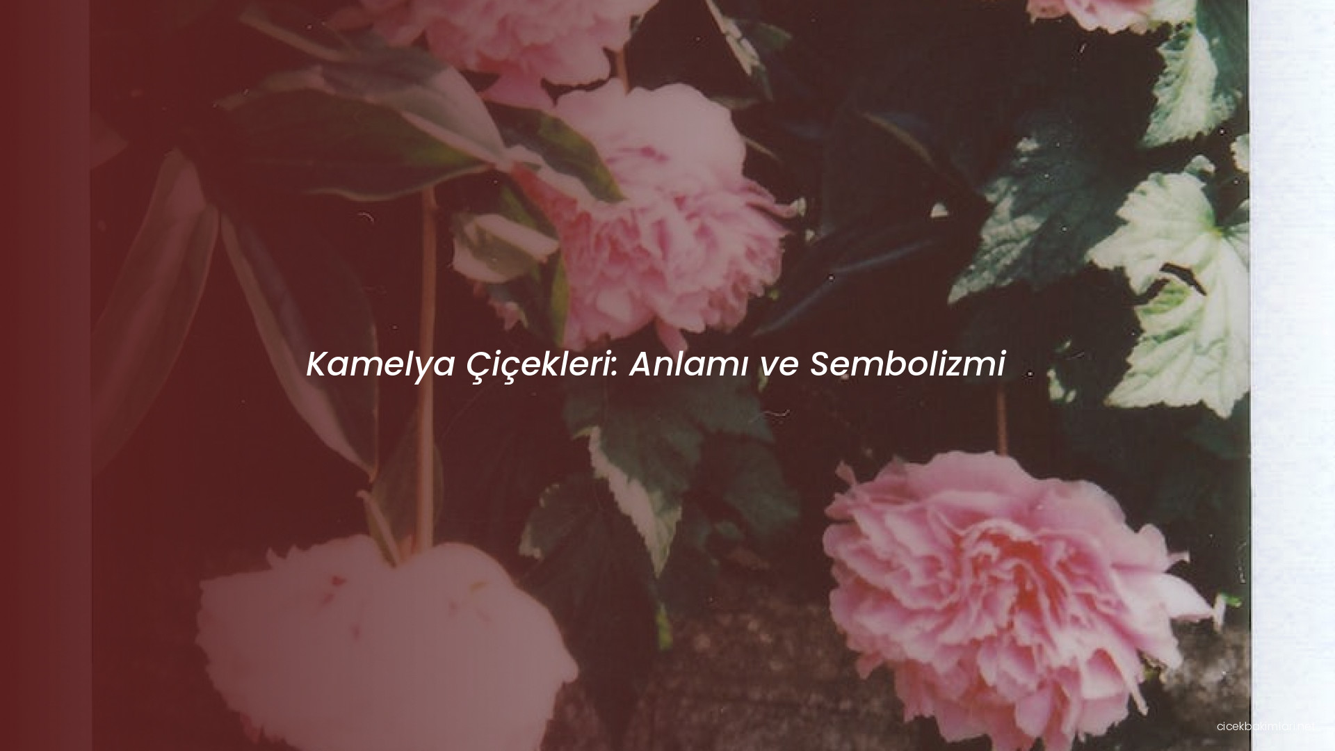Kamelya Çiçekleri: Anlamı ve Sembolizmi