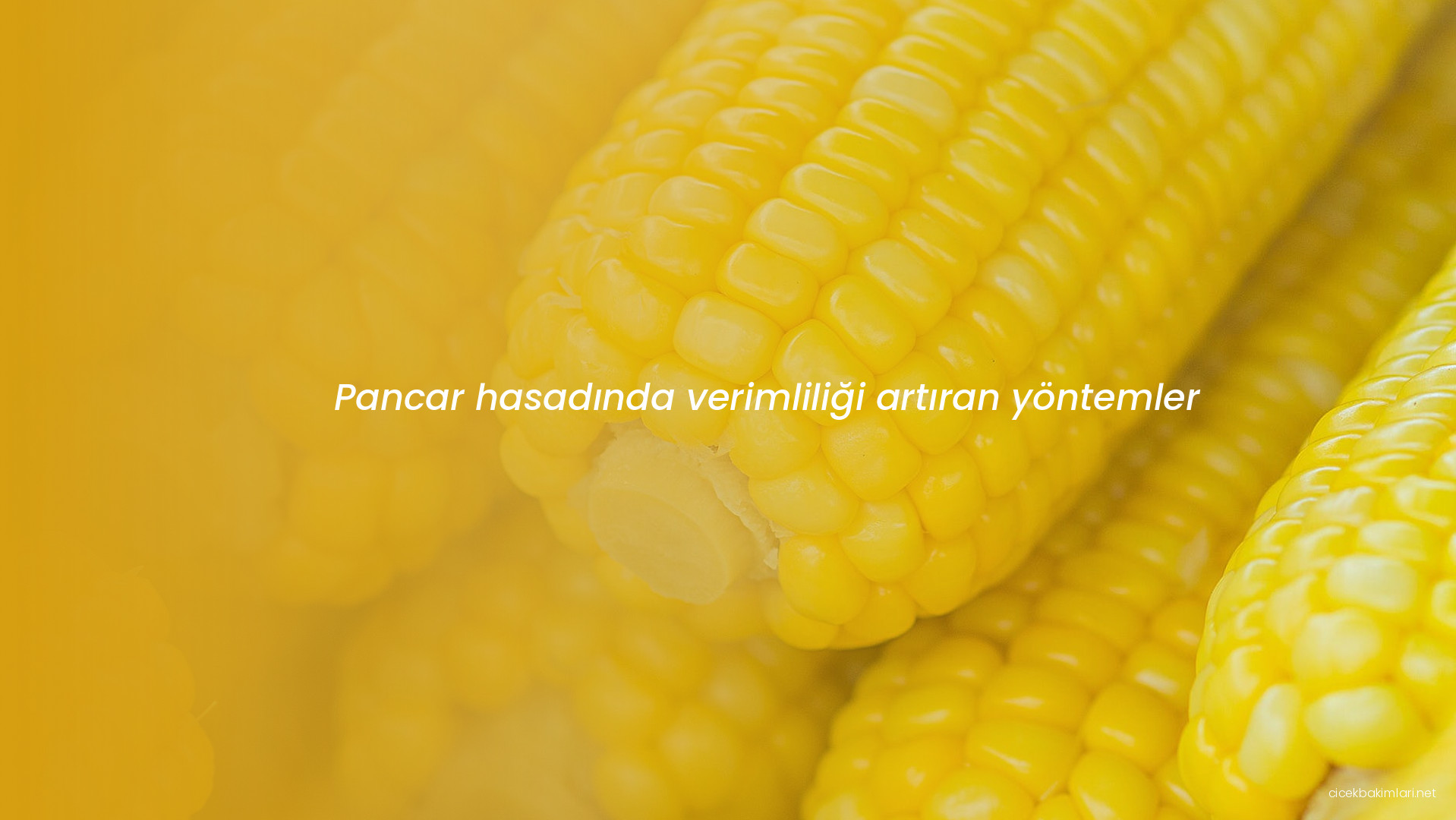 Pancar hasadında verimliliği artıran yöntemler