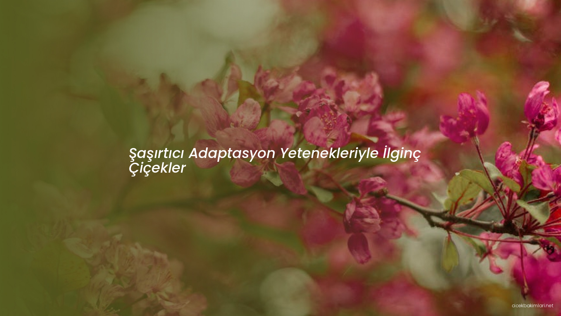 Şaşırtıcı Adaptasyon Yetenekleriyle İlginç Çiçekler