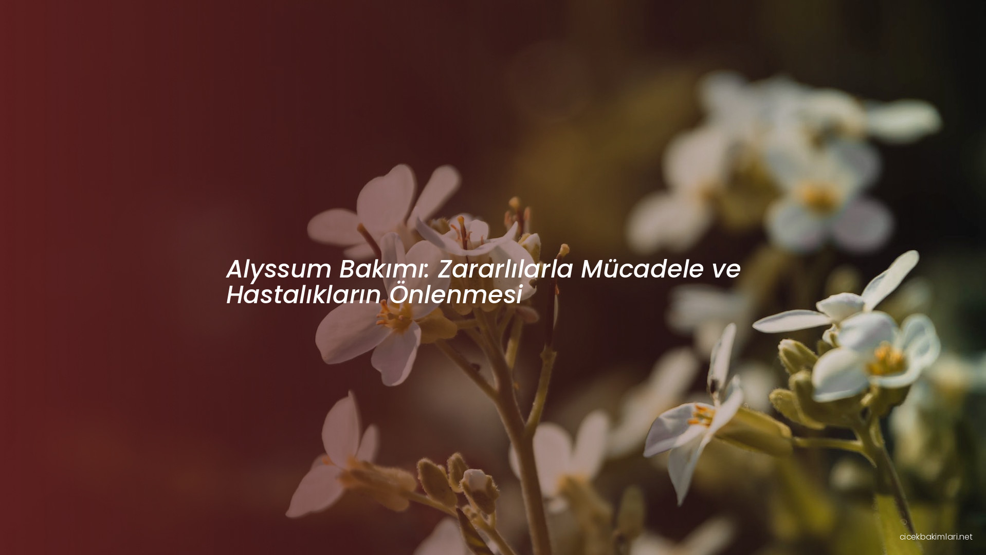 Alyssum Bakımı: Zararlılarla Mücadele ve Hastalıkların Önlenmesi