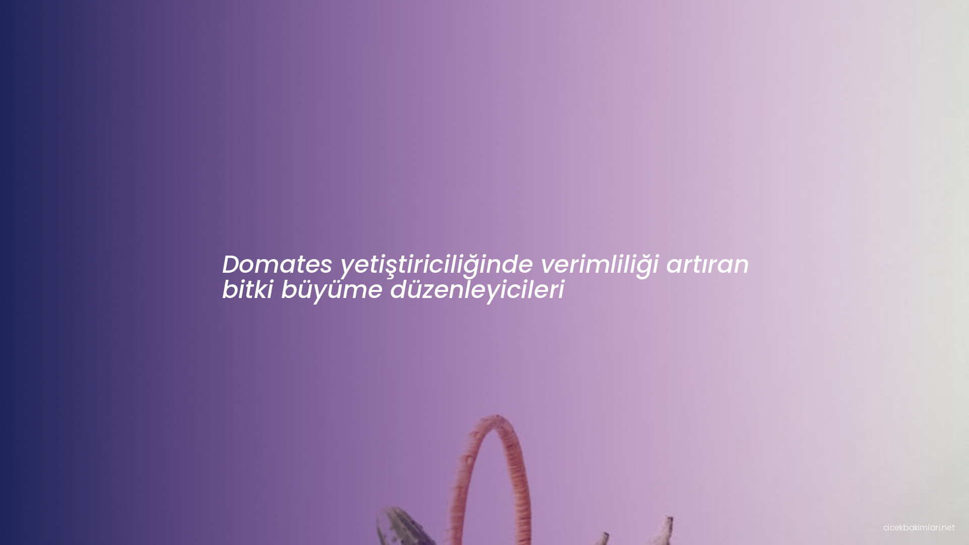 Domates yetiştiriciliğinde verimliliği artıran bitki büyüme düzenleyicileri