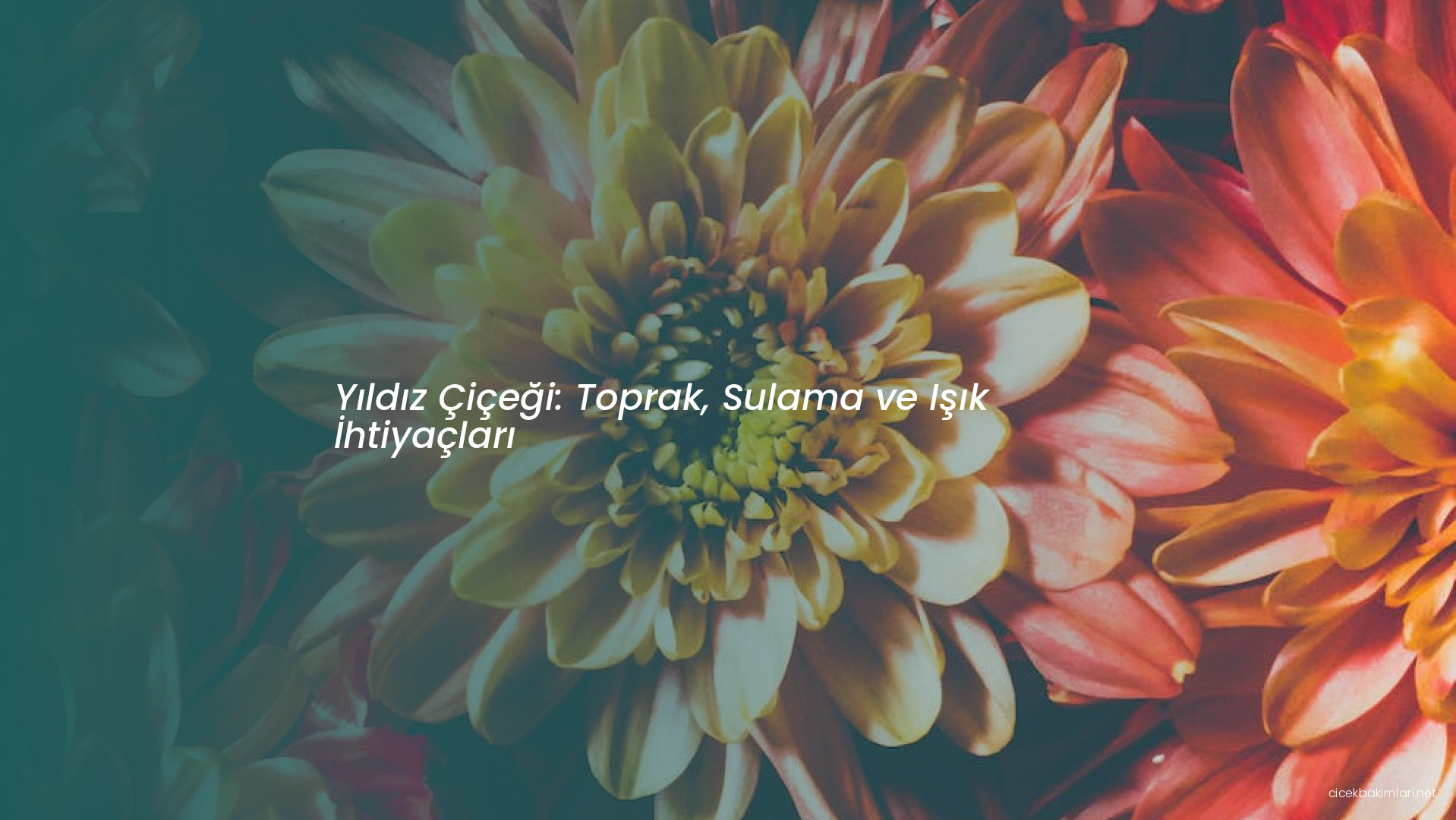 Yıldız Çiçeği: Toprak, Sulama ve Işık İhtiyaçları