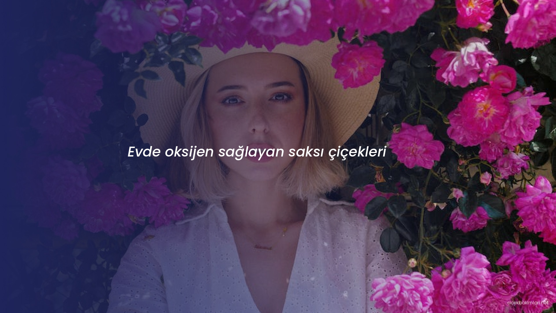 Evde oksijen sağlayan saksı çiçekleri