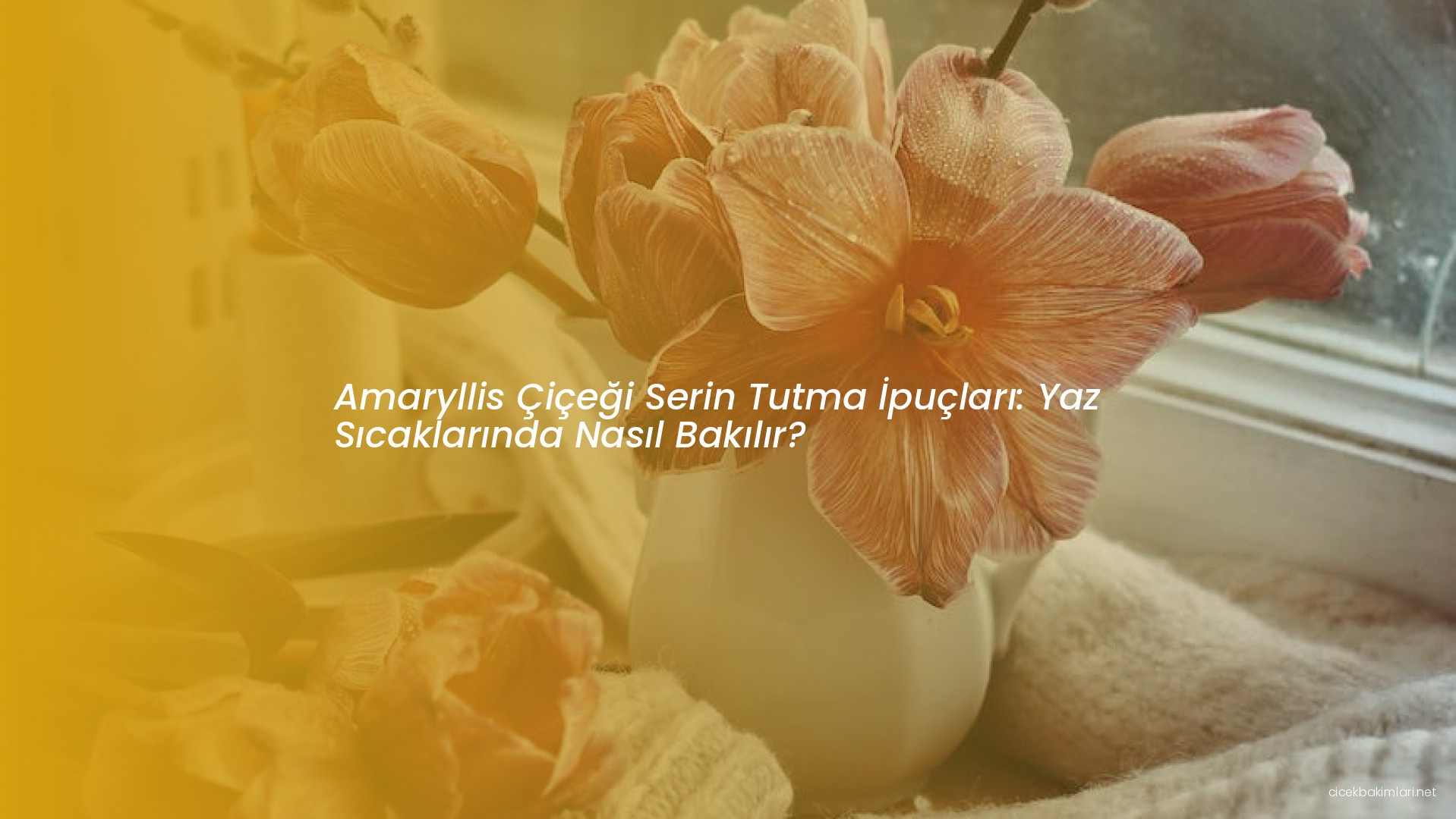 Amaryllis Çiçeği Serin Tutma İpuçları: Yaz Sıcaklarında Nasıl Bakılır?