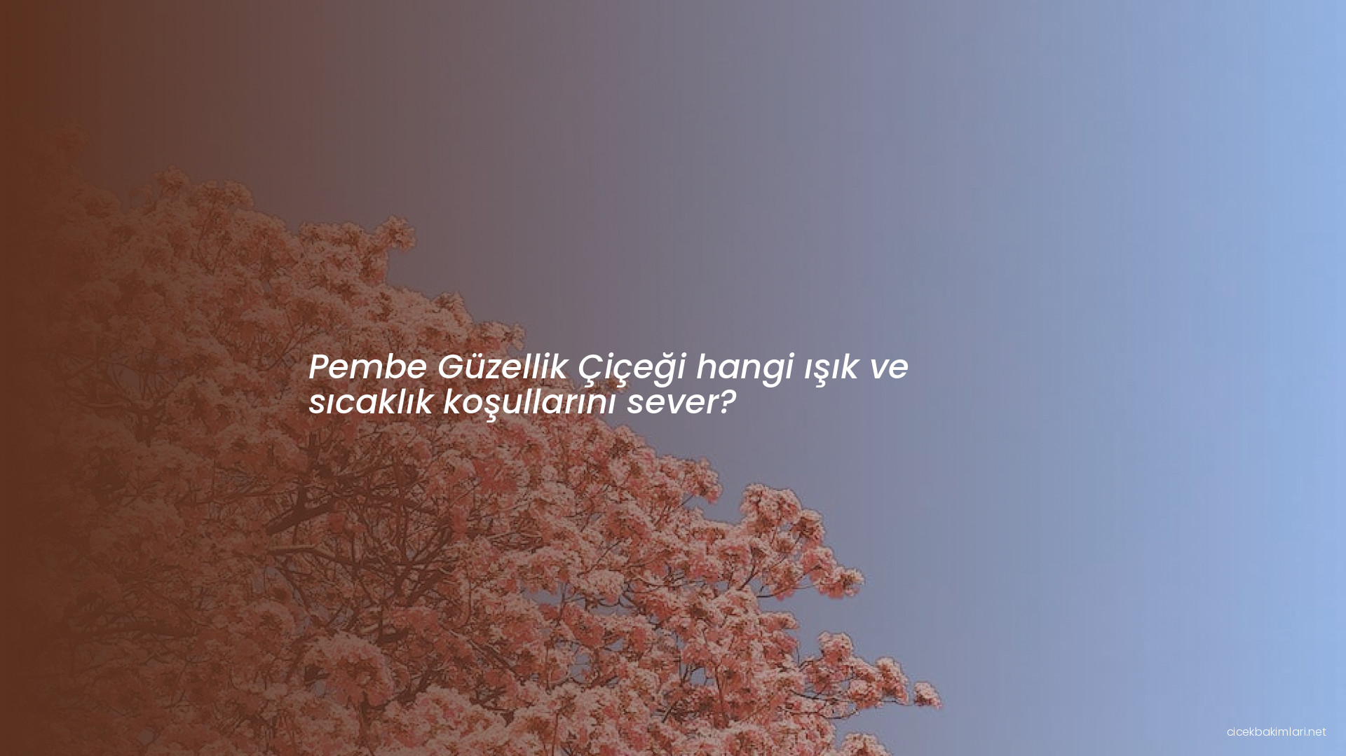 Pembe Güzellik Çiçeği hangi ışık ve sıcaklık koşullarını sever?