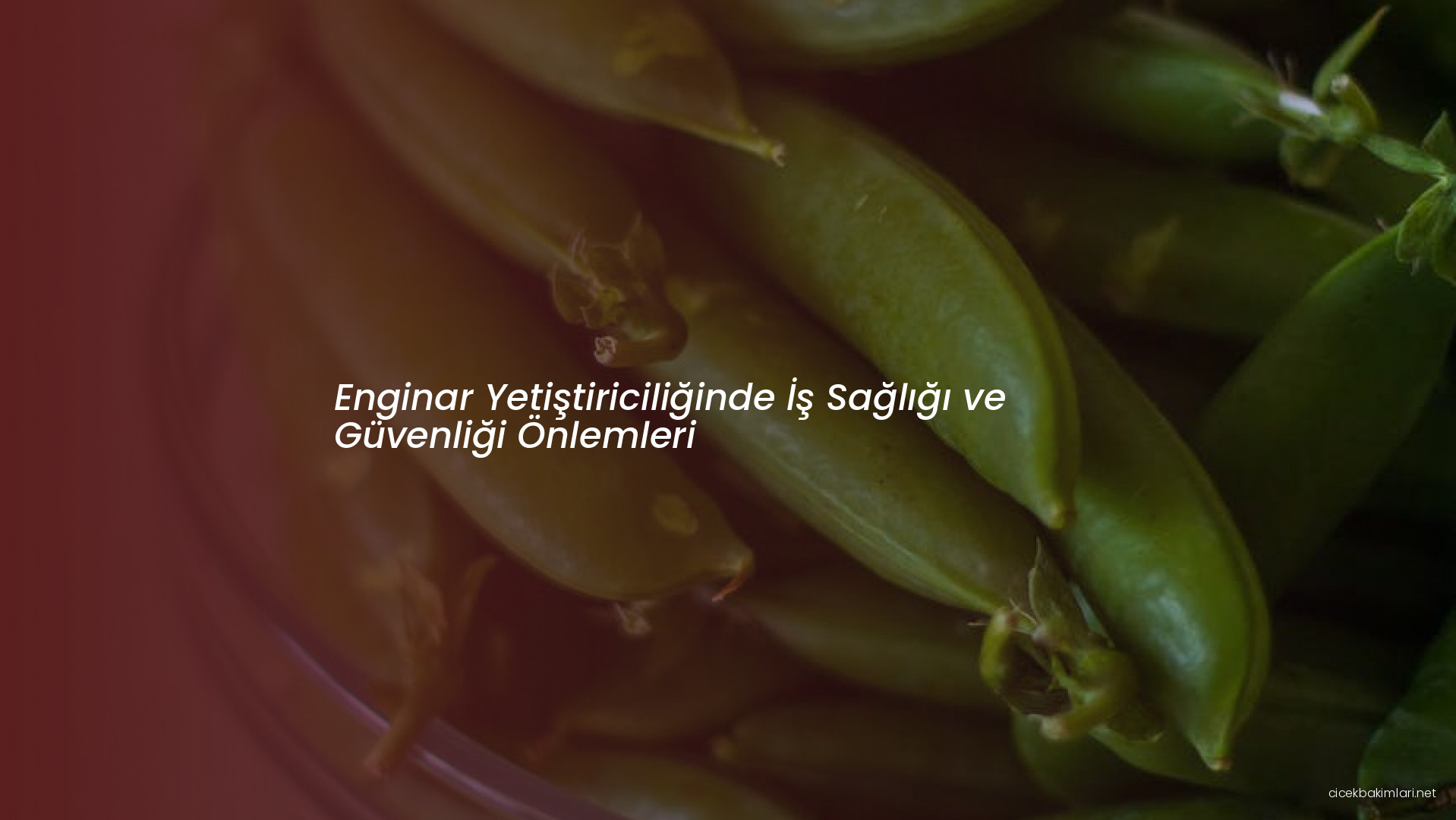 Enginar Yetiştiriciliğinde İş Sağlığı ve Güvenliği Önlemleri