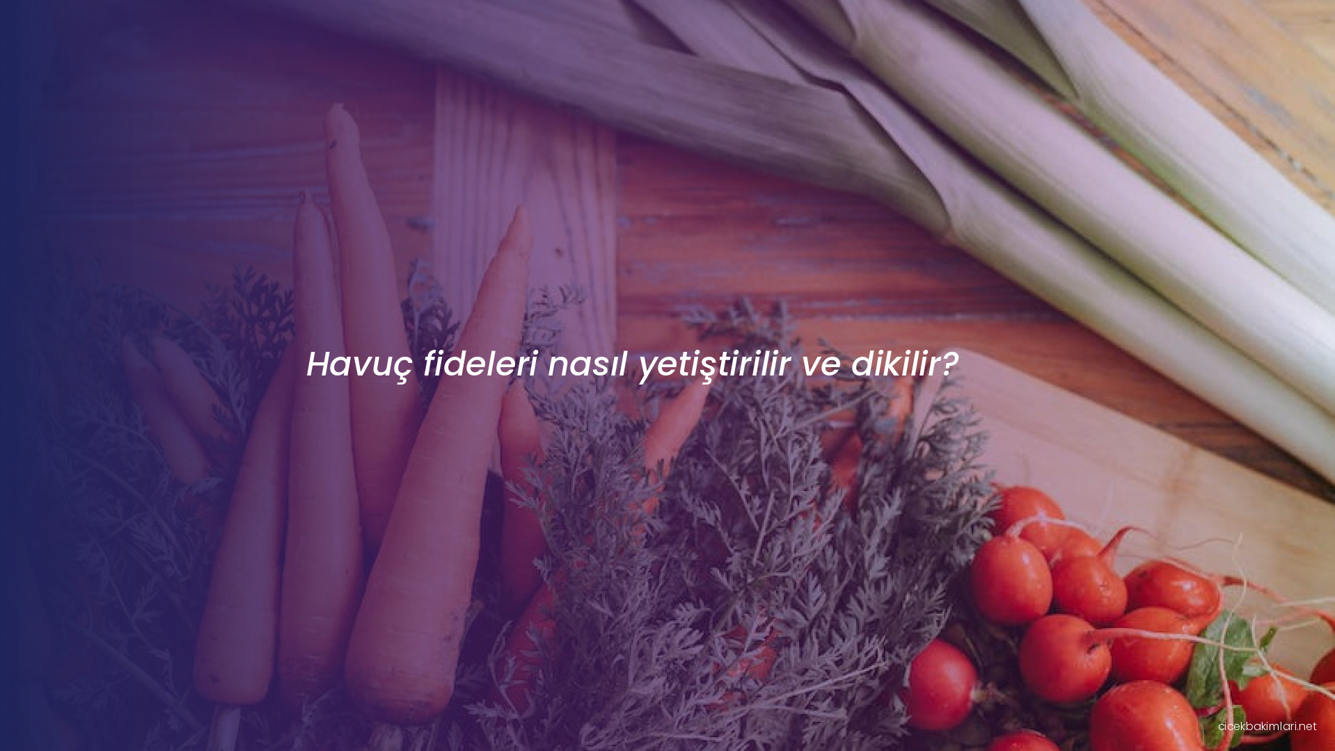 Havuç fideleri nasıl yetiştirilir ve dikilir?