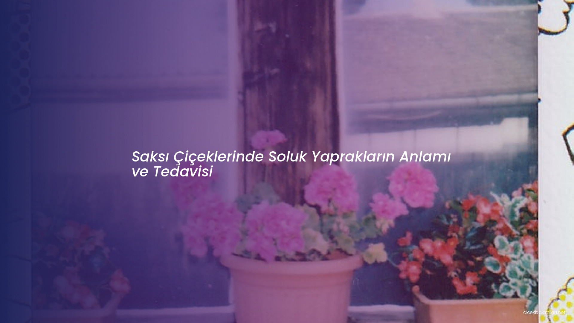 Saksı Çiçeklerinde Soluk Yaprakların Anlamı ve Tedavisi