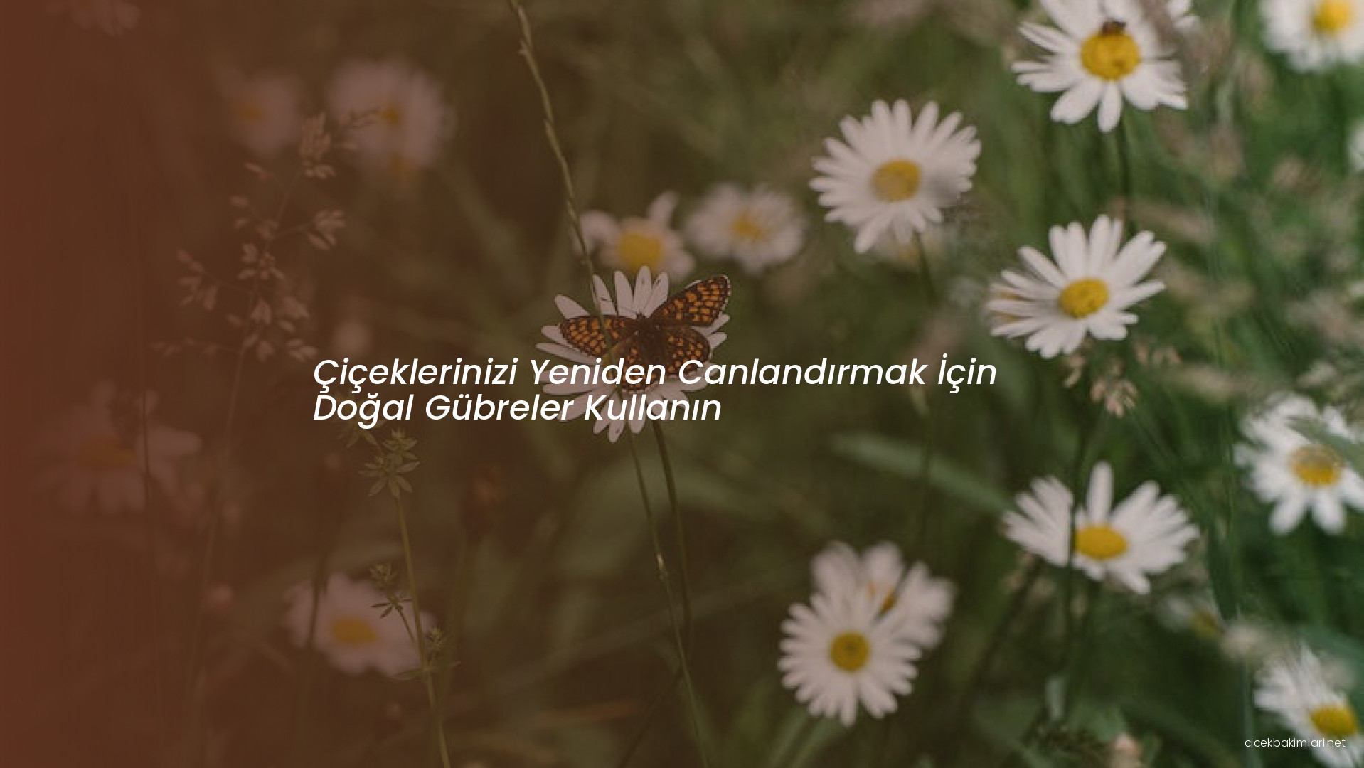 Çiçeklerinizi Yeniden Canlandırmak İçin Doğal Gübreler Kullanın