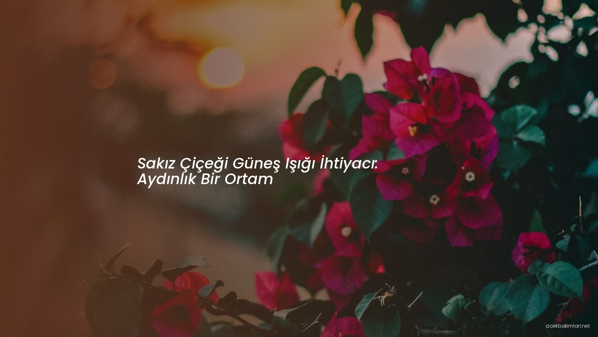 Sakız Çiçeği Güneş Işığı İhtiyacı: Aydınlık Bir Ortam