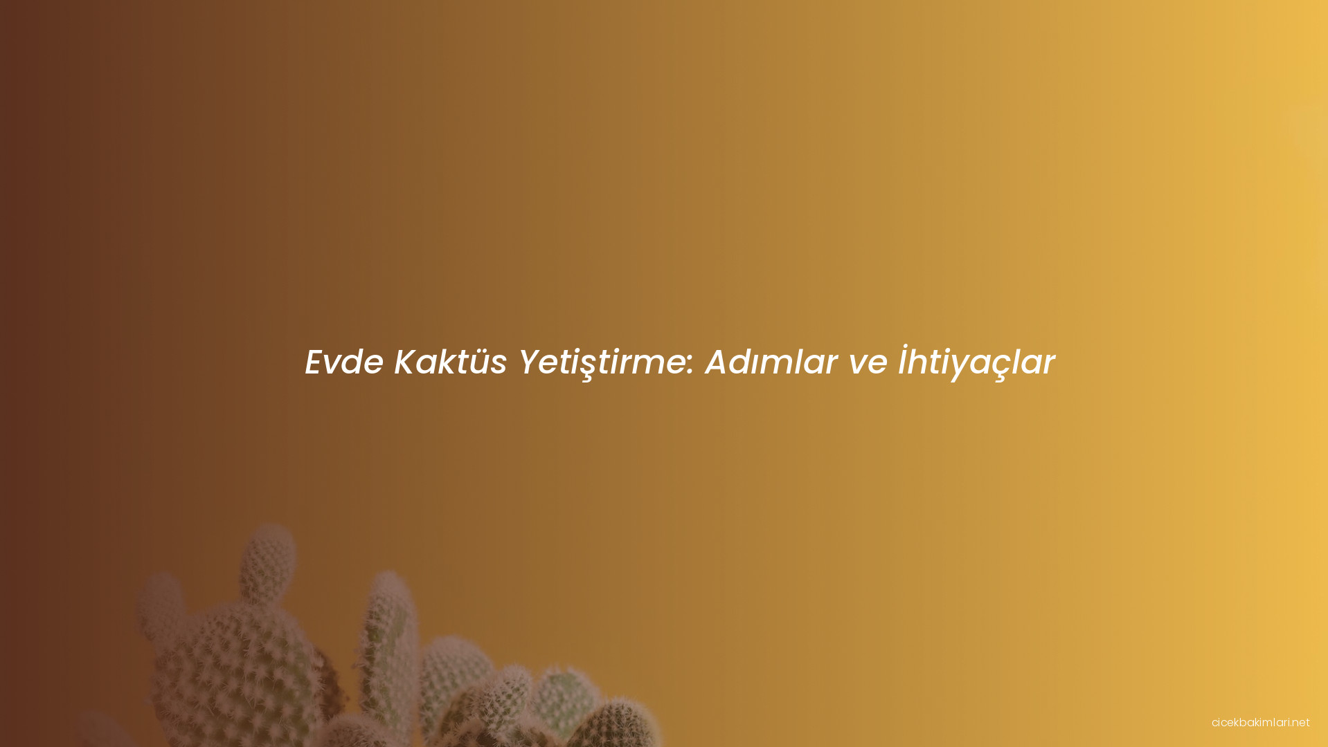 Evde Kaktüs Yetiştirme: Adımlar ve İhtiyaçlar