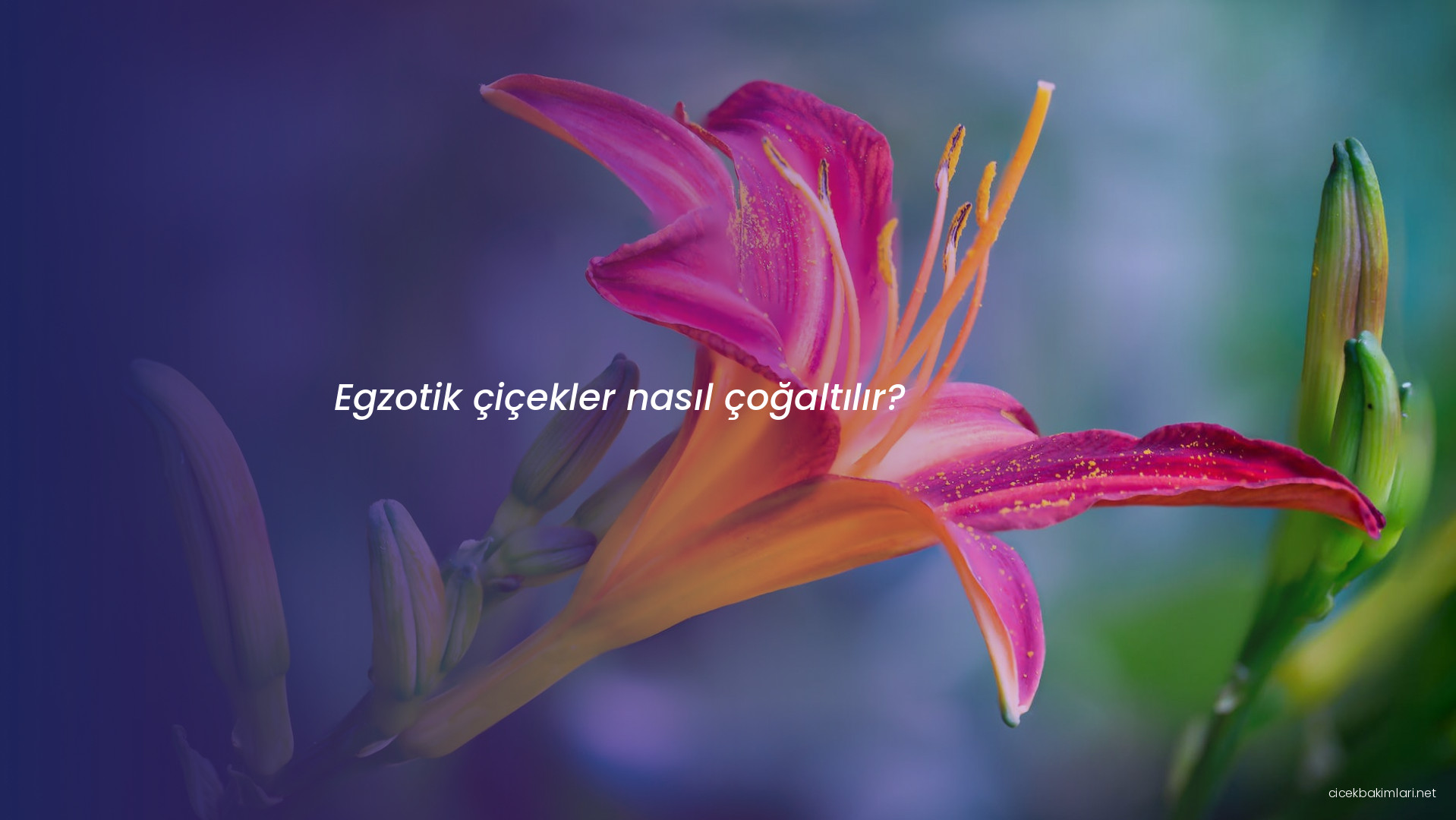 Egzotik çiçekler nasıl çoğaltılır?