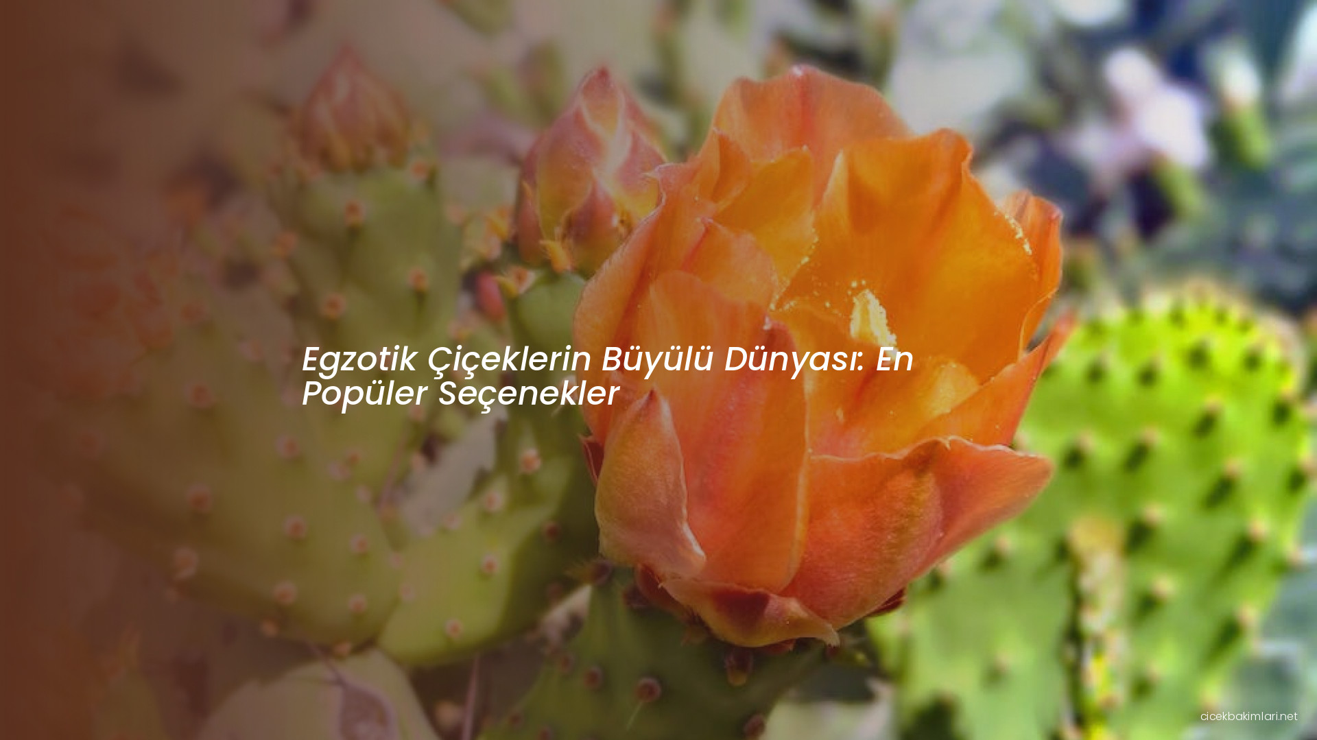 Egzotik Çiçeklerin Büyülü Dünyası: En Popüler Seçenekler