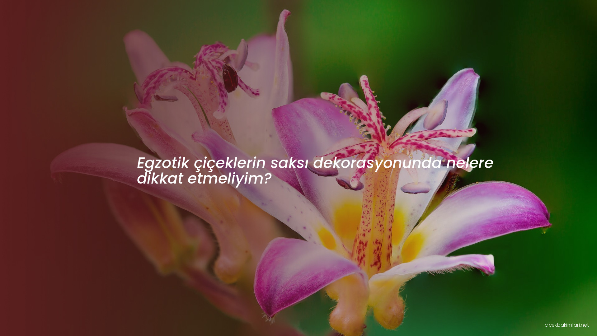 Egzotik çiçeklerin saksı dekorasyonunda nelere dikkat etmeliyim?