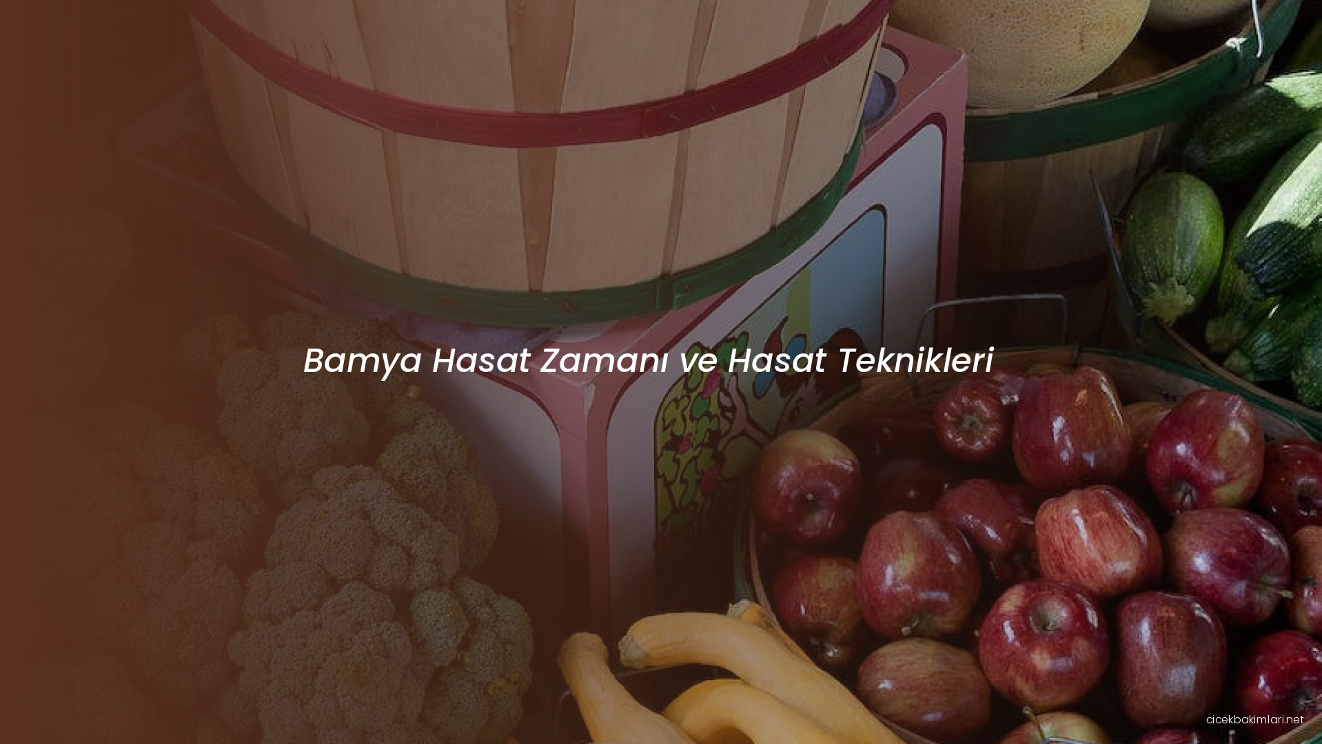 Bamya Hasat Zamanı ve Hasat Teknikleri