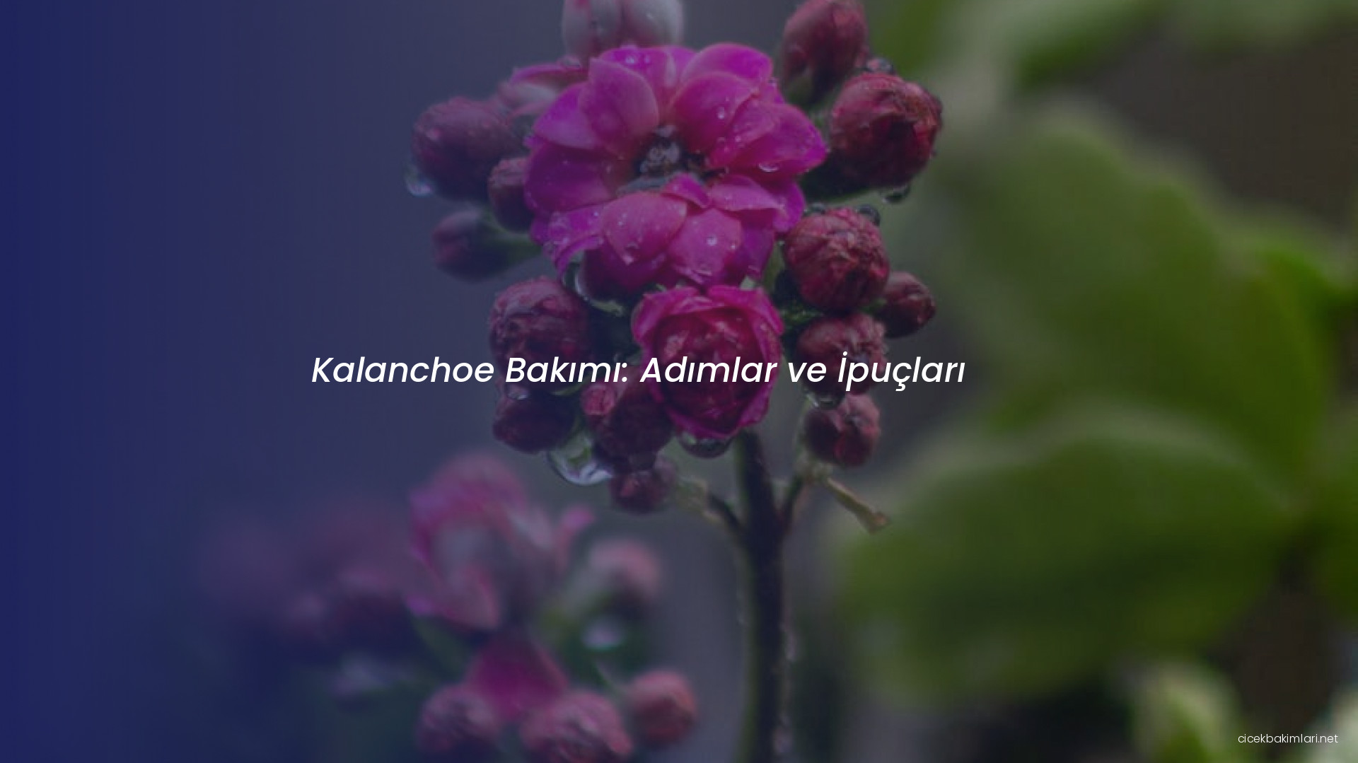 Kalanchoe Bakımı: Adımlar ve İpuçları