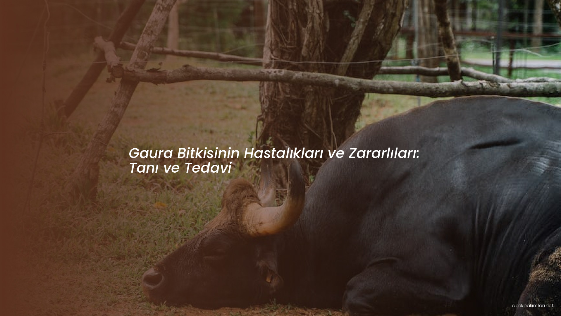 Gaura Bitkisinin Hastalıkları ve Zararlıları: Tanı ve Tedavi