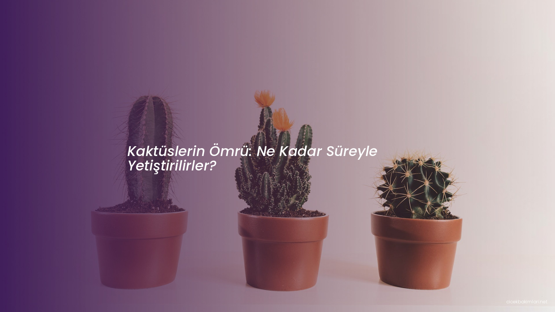 Kaktüslerin Ömrü: Ne Kadar Süreyle Yetiştirilirler?