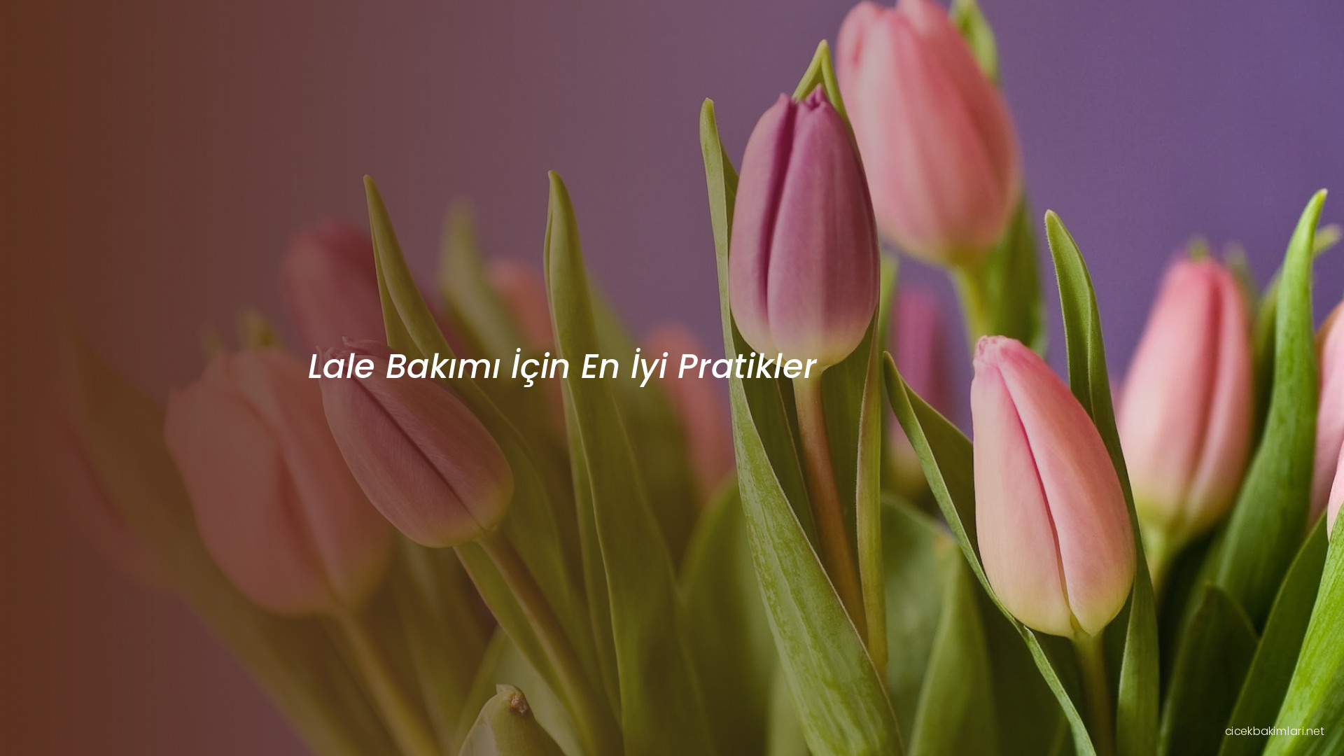 Lale Bakımı İçin En İyi Pratikler