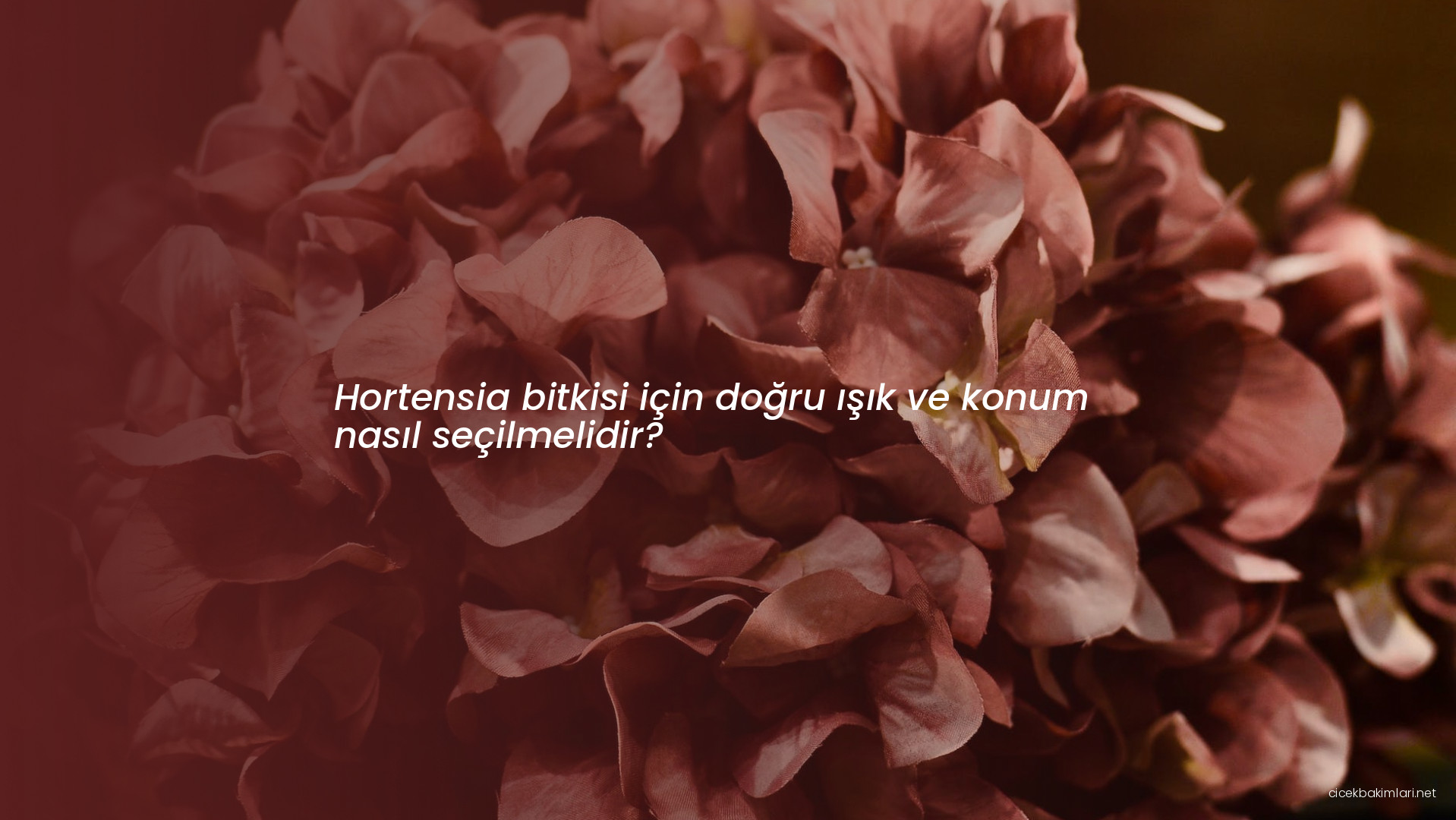 Hortensia bitkisi için doğru ışık ve konum nasıl seçilmelidir?