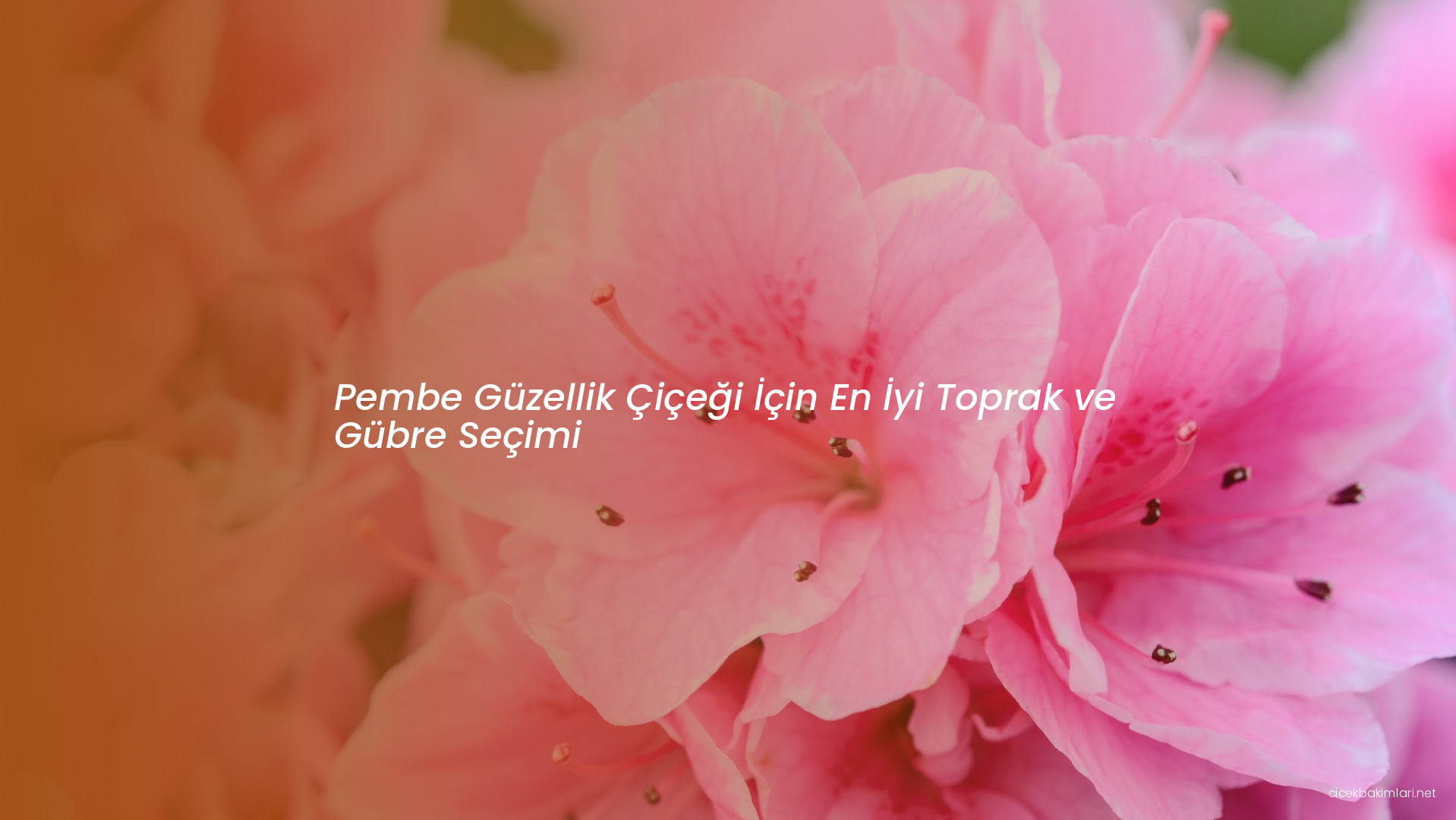 Pembe Güzellik Çiçeği İçin En İyi Toprak ve Gübre Seçimi