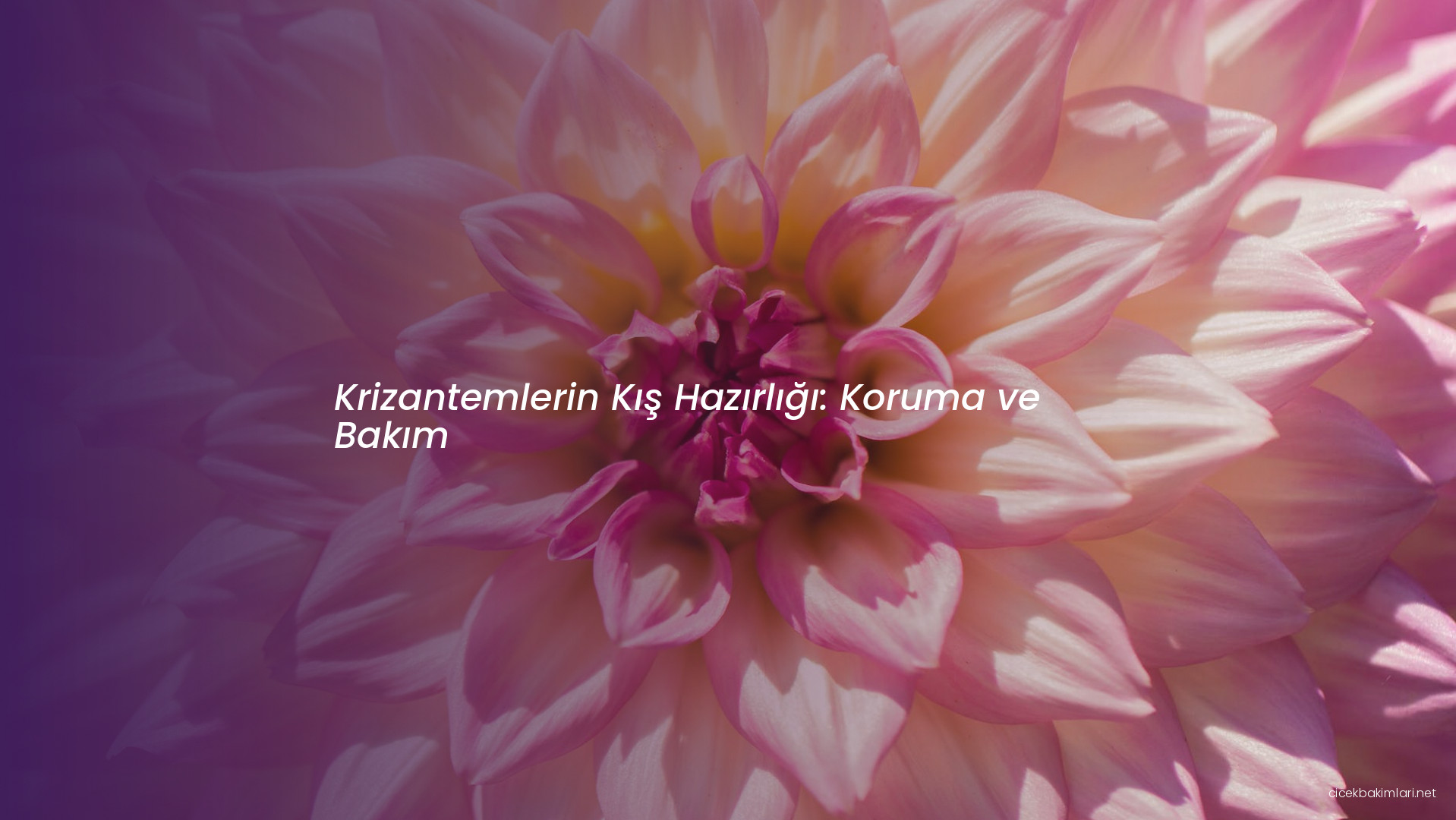 Krizantemlerin Kış Hazırlığı: Koruma ve Bakım