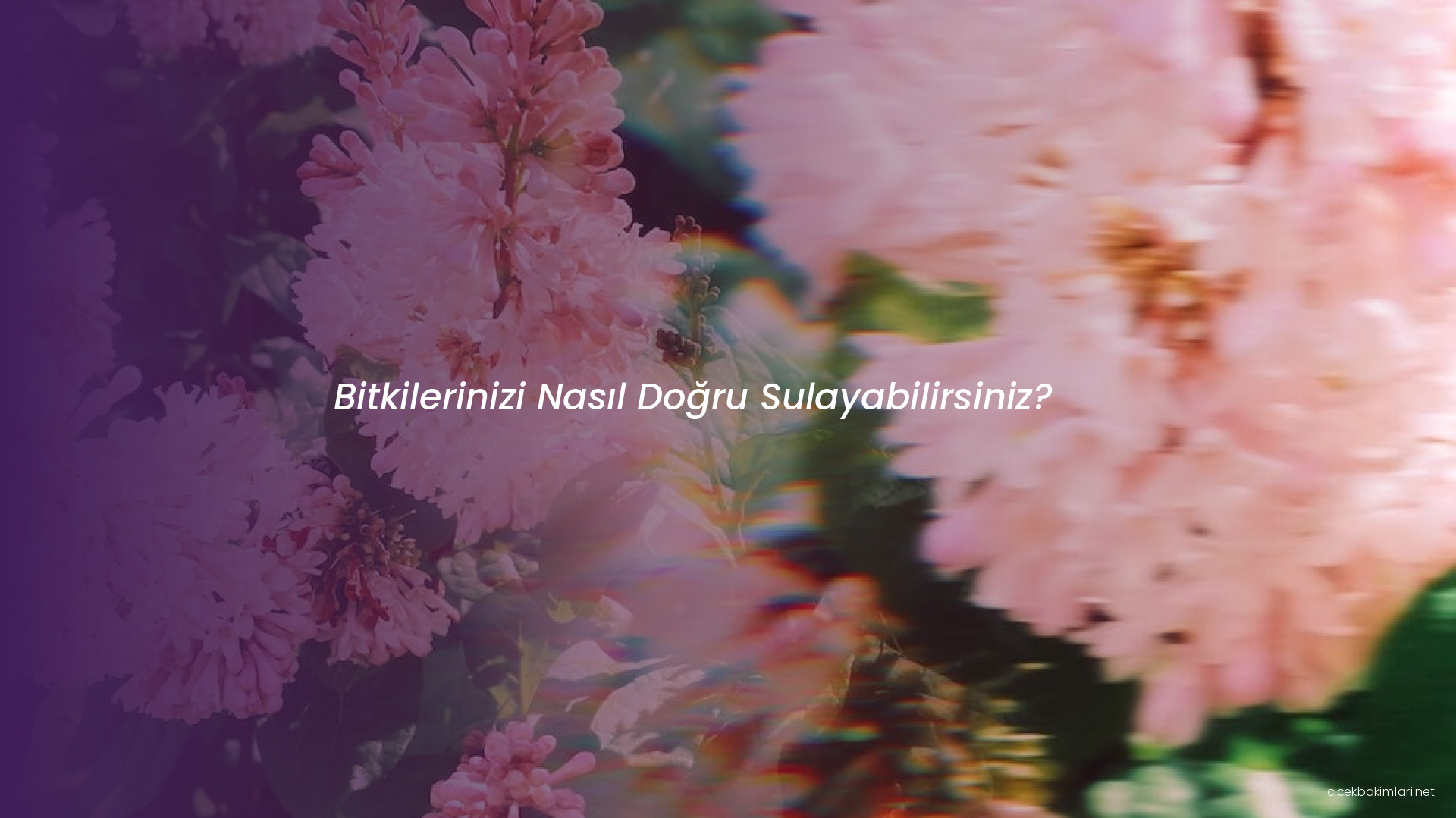 Bitkilerinizi Nasıl Doğru Sulayabilirsiniz?