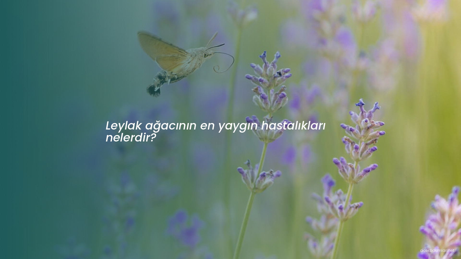 Leylak ağacının en yaygın hastalıkları nelerdir?